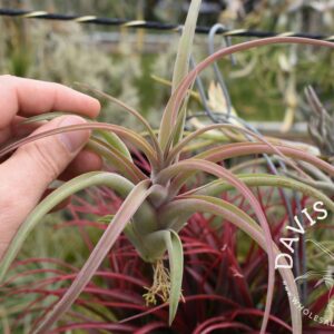 Tillandsia capitata peach x caput-medusae 'Vicente Bacaya'
