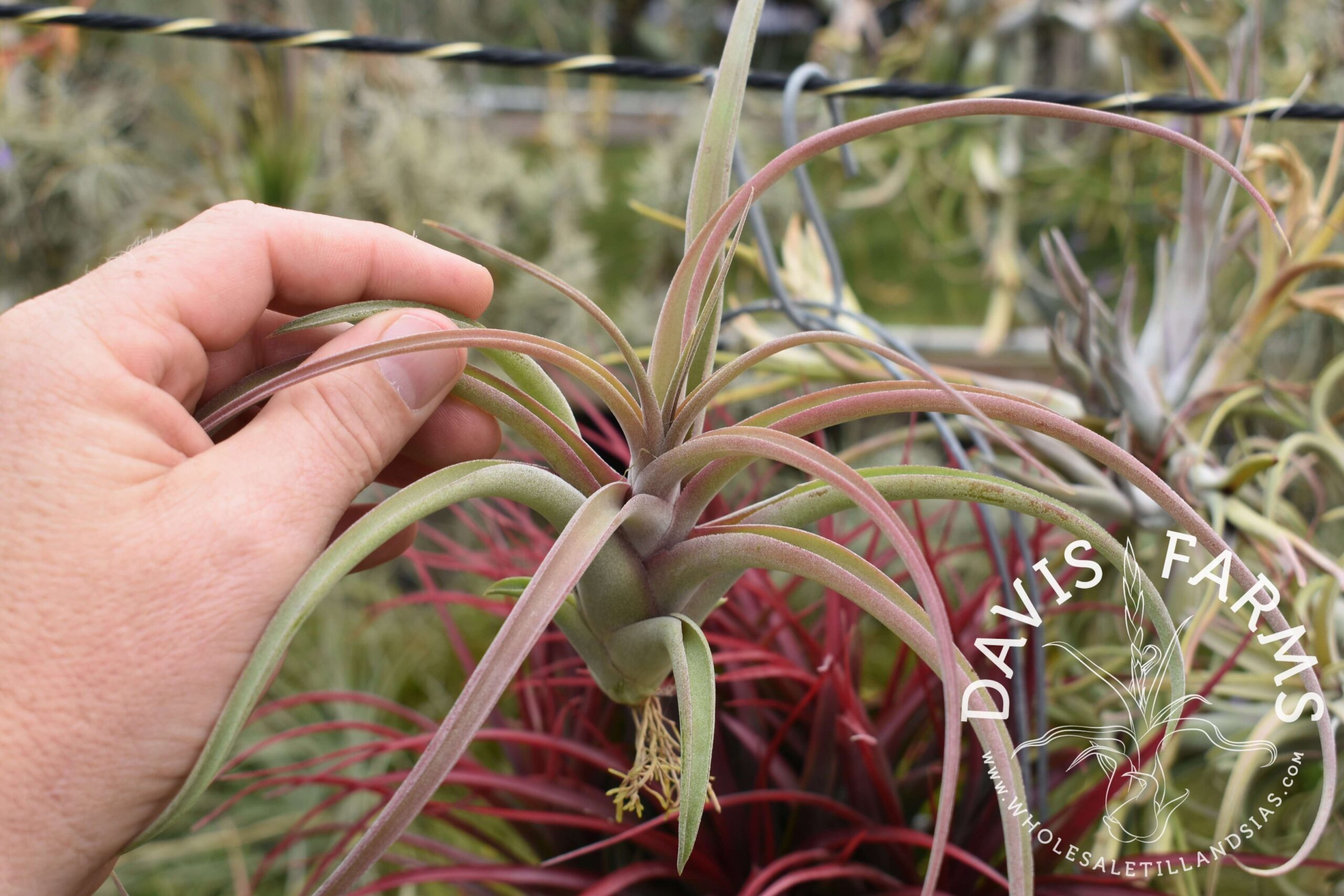 Tillandsia capitata peach x caput-medusae 'Vicente Bacaya'