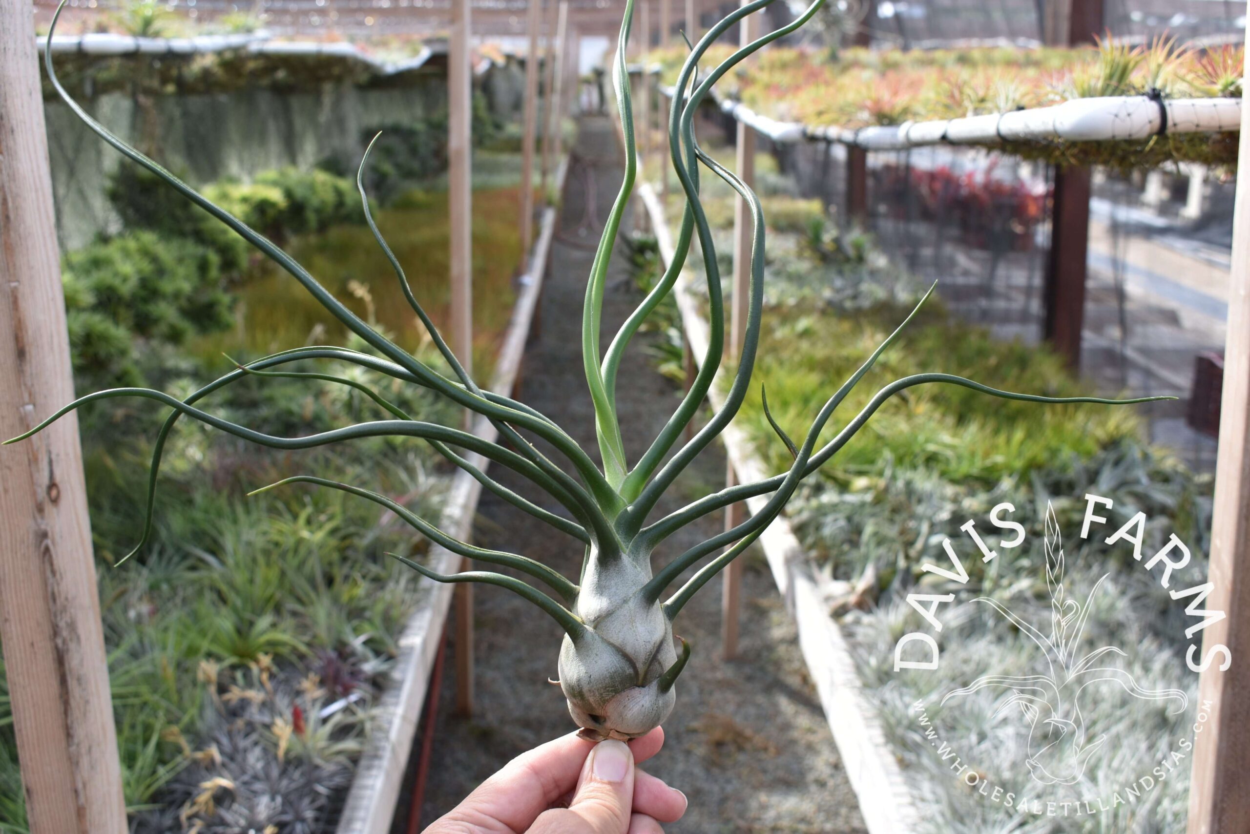 Tillandsia bulbosa "Belize"