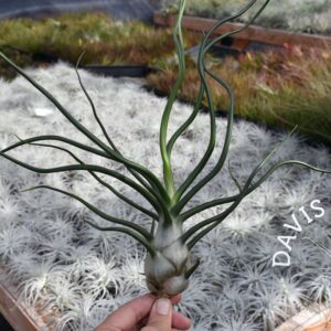 Tillandsia bulbosa "Belize"