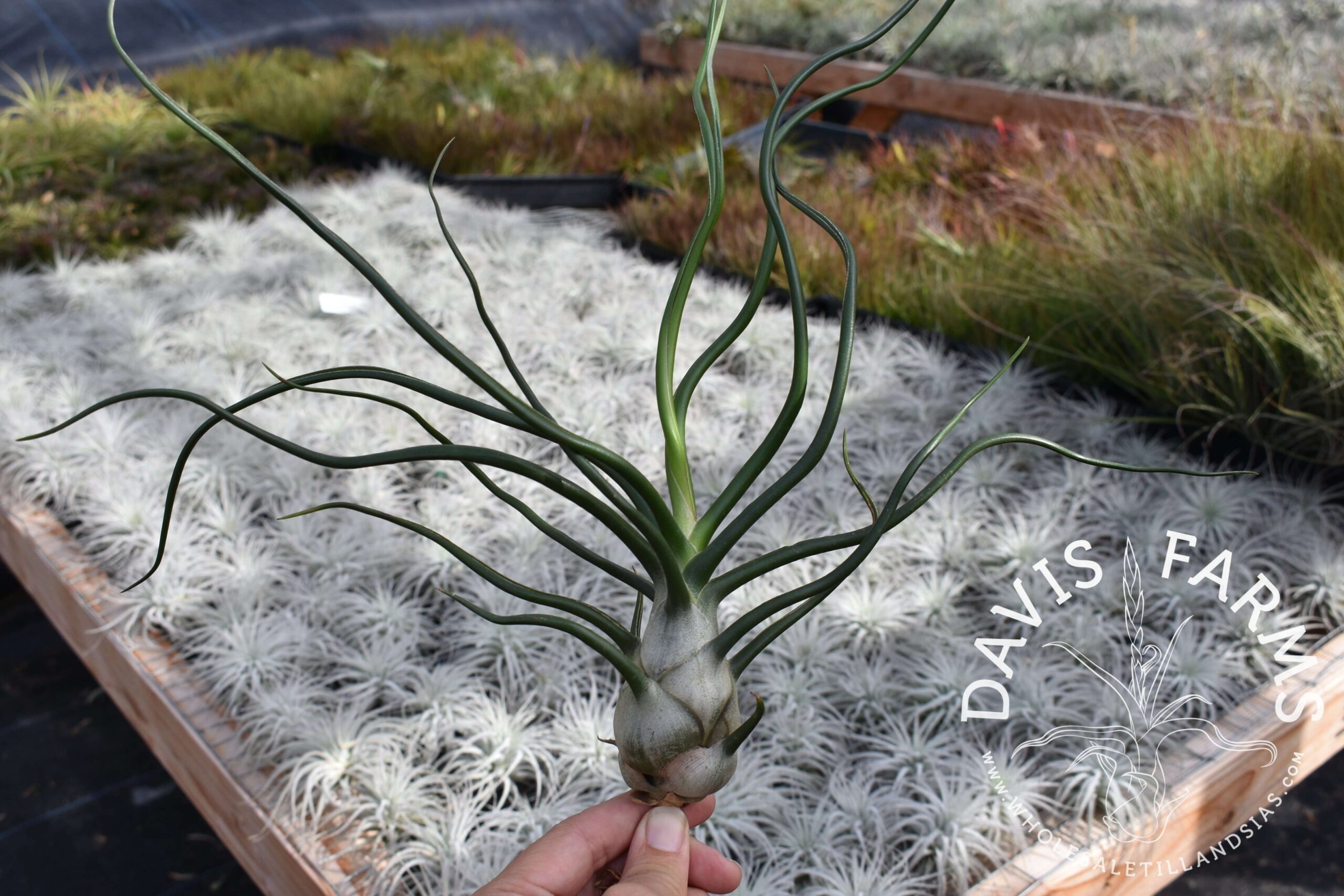 Tillandsia bulbosa "Belize"