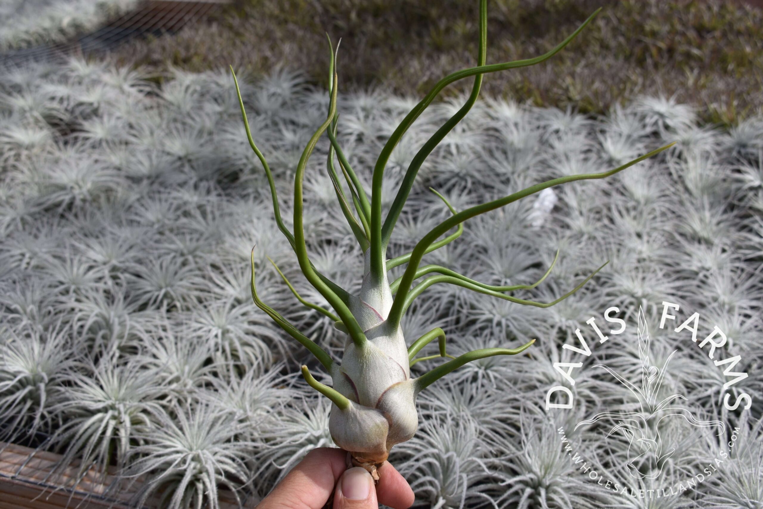 Tillandsia bulbosa "Belize"