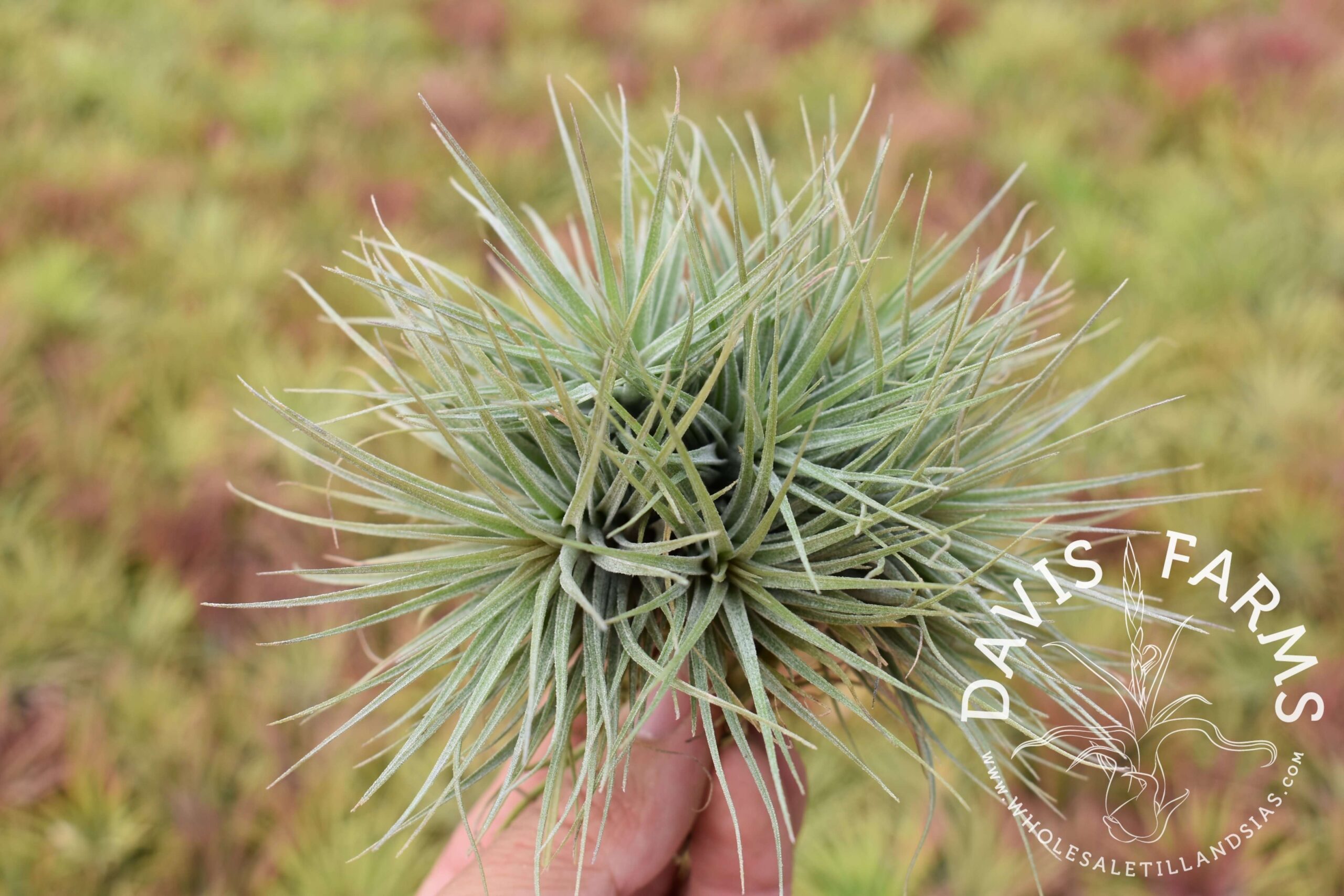 Tillandsia Houston dwarf form