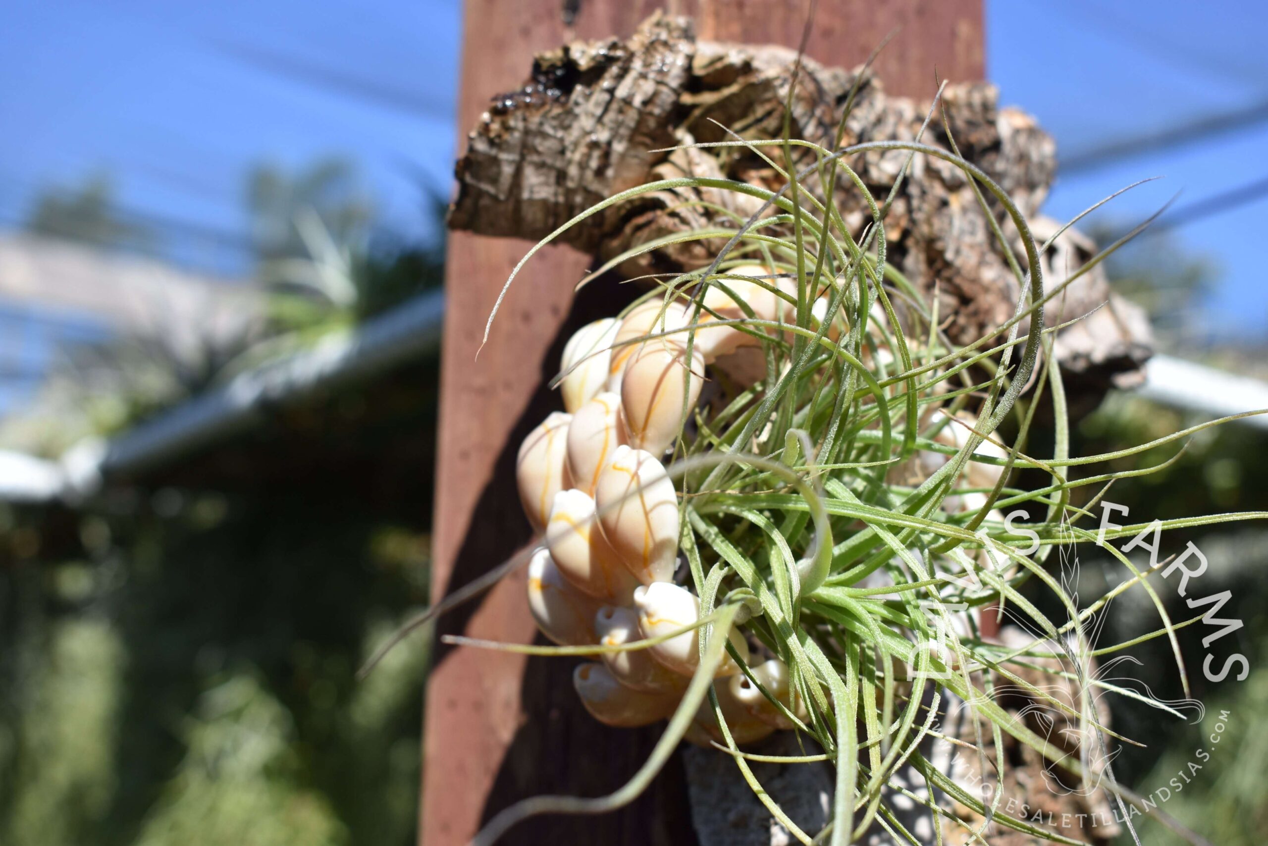 Tillandsia Moonlight AKA rectifolia