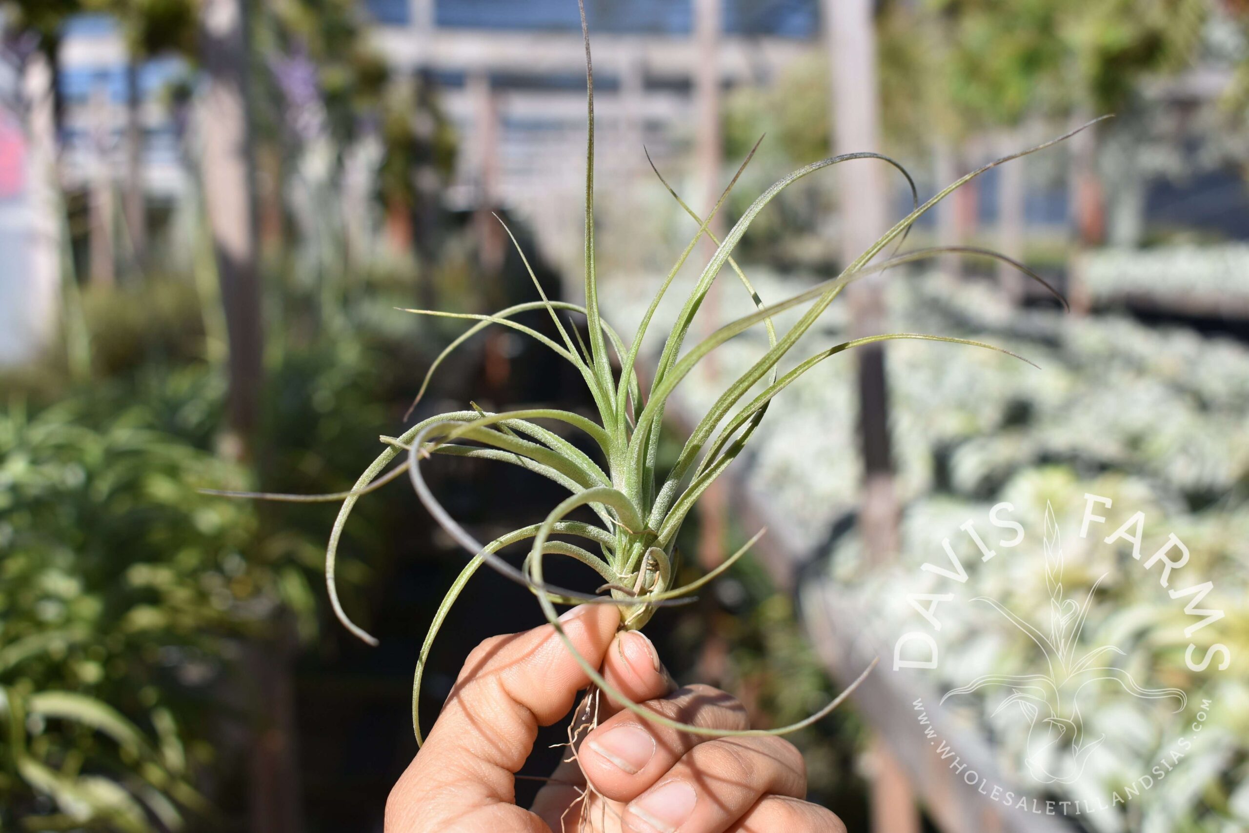 Tillandsia Moonlight AKA rectifolia