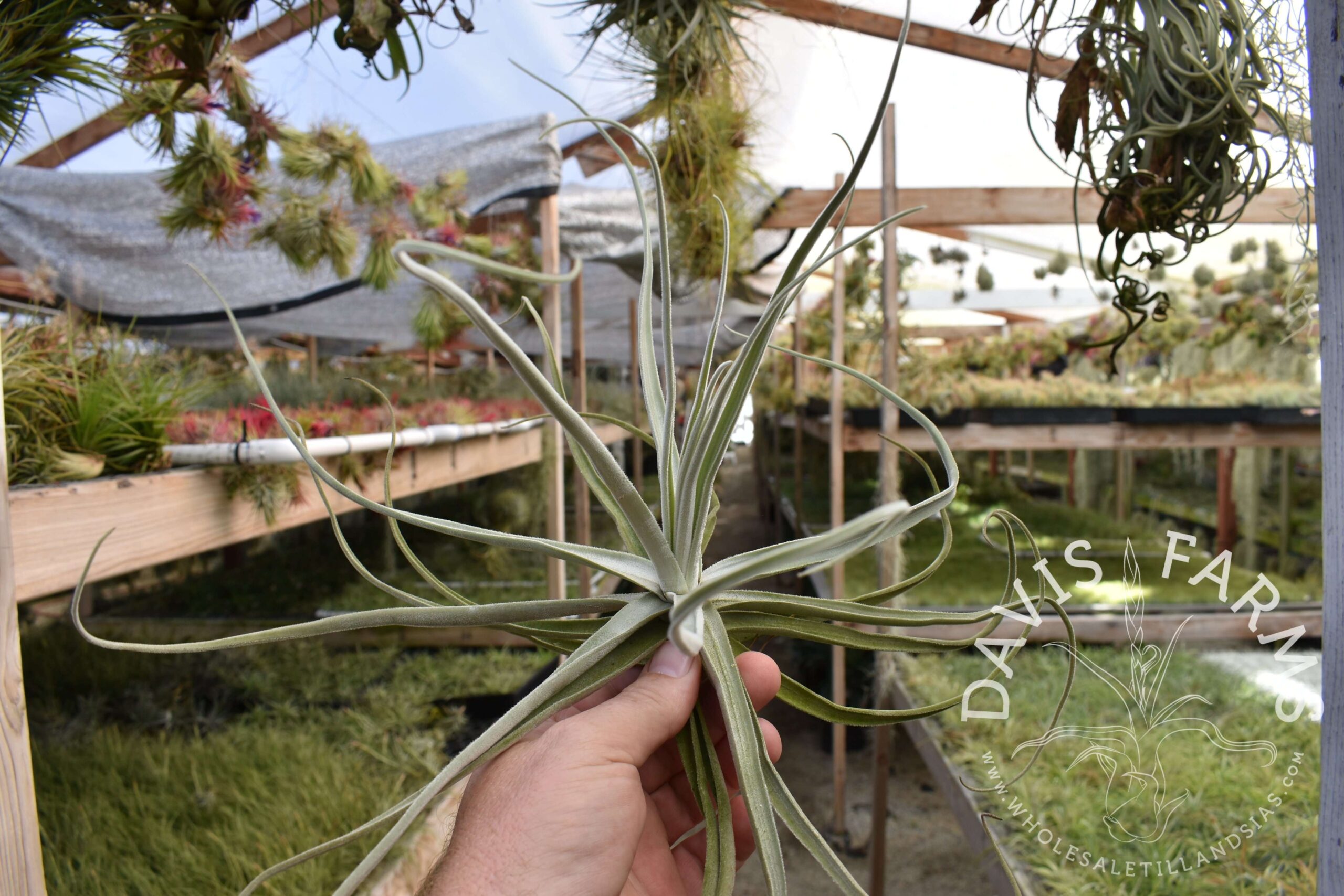 Tillandsia streptocarpa