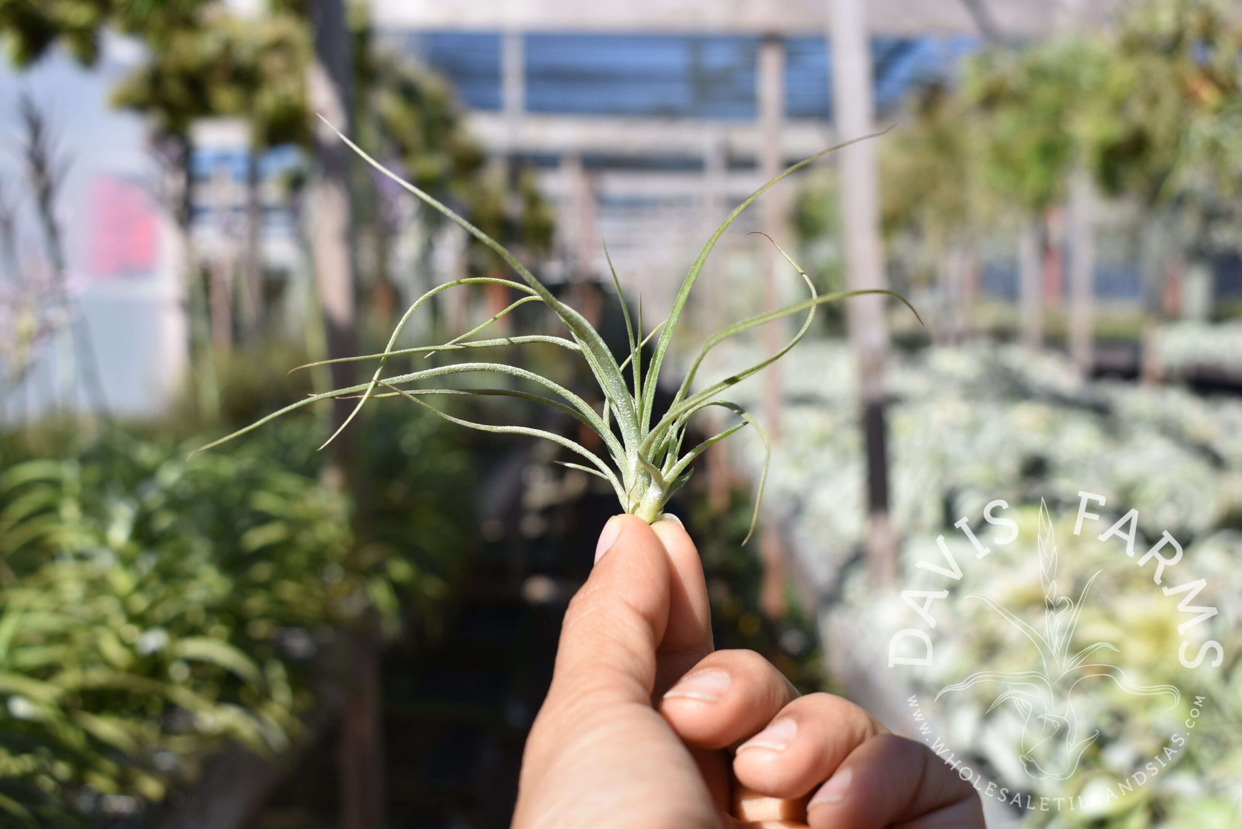 Tillandsia Moonlight AKA rectifolia