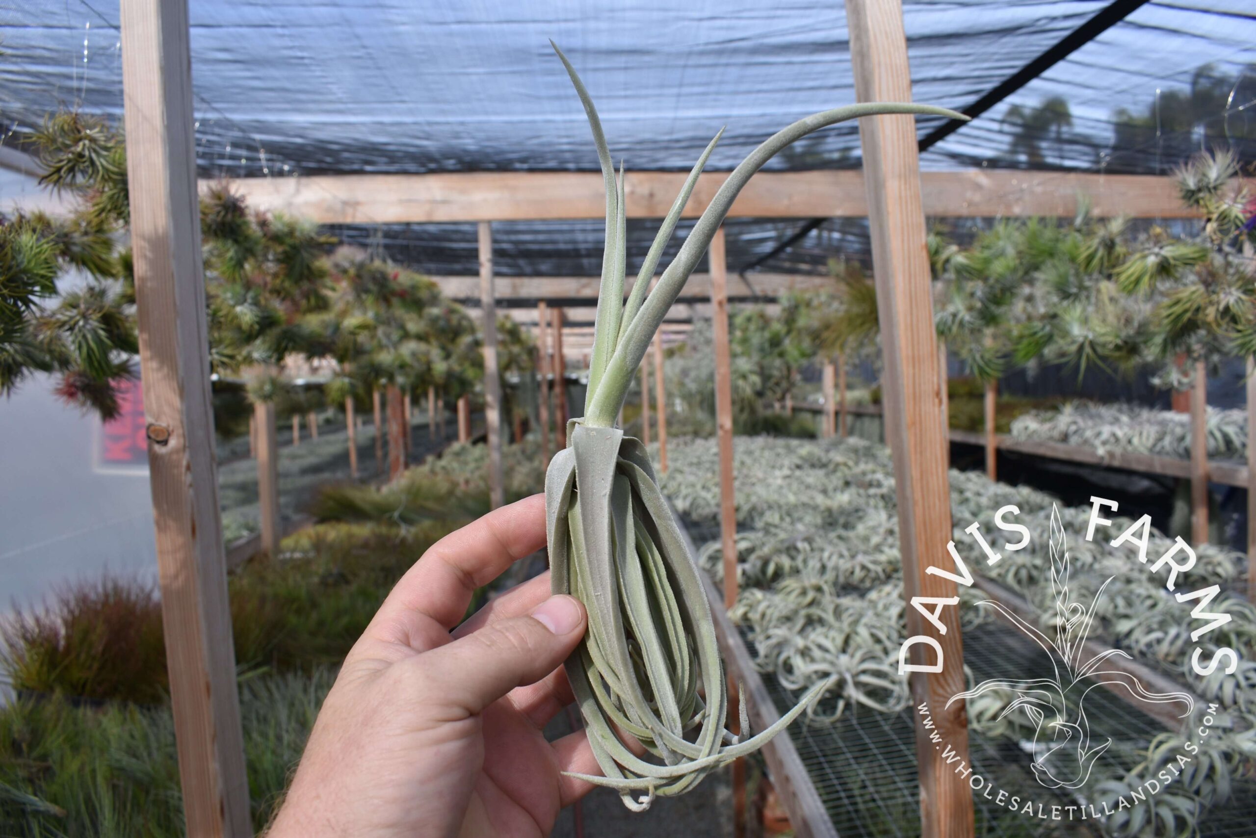 Tillandsia duratii thick leaf giant clone