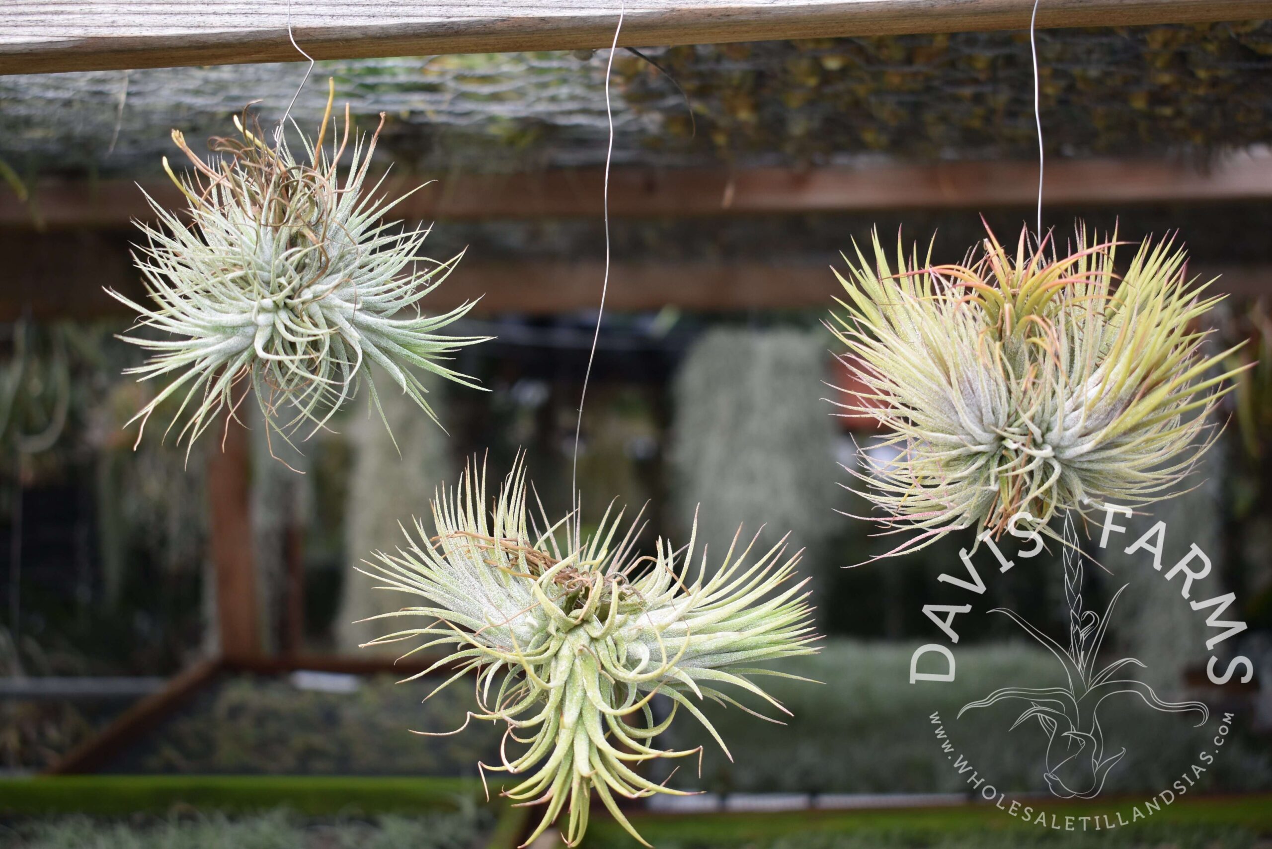 Tillandsia ionantha clumps, on wire