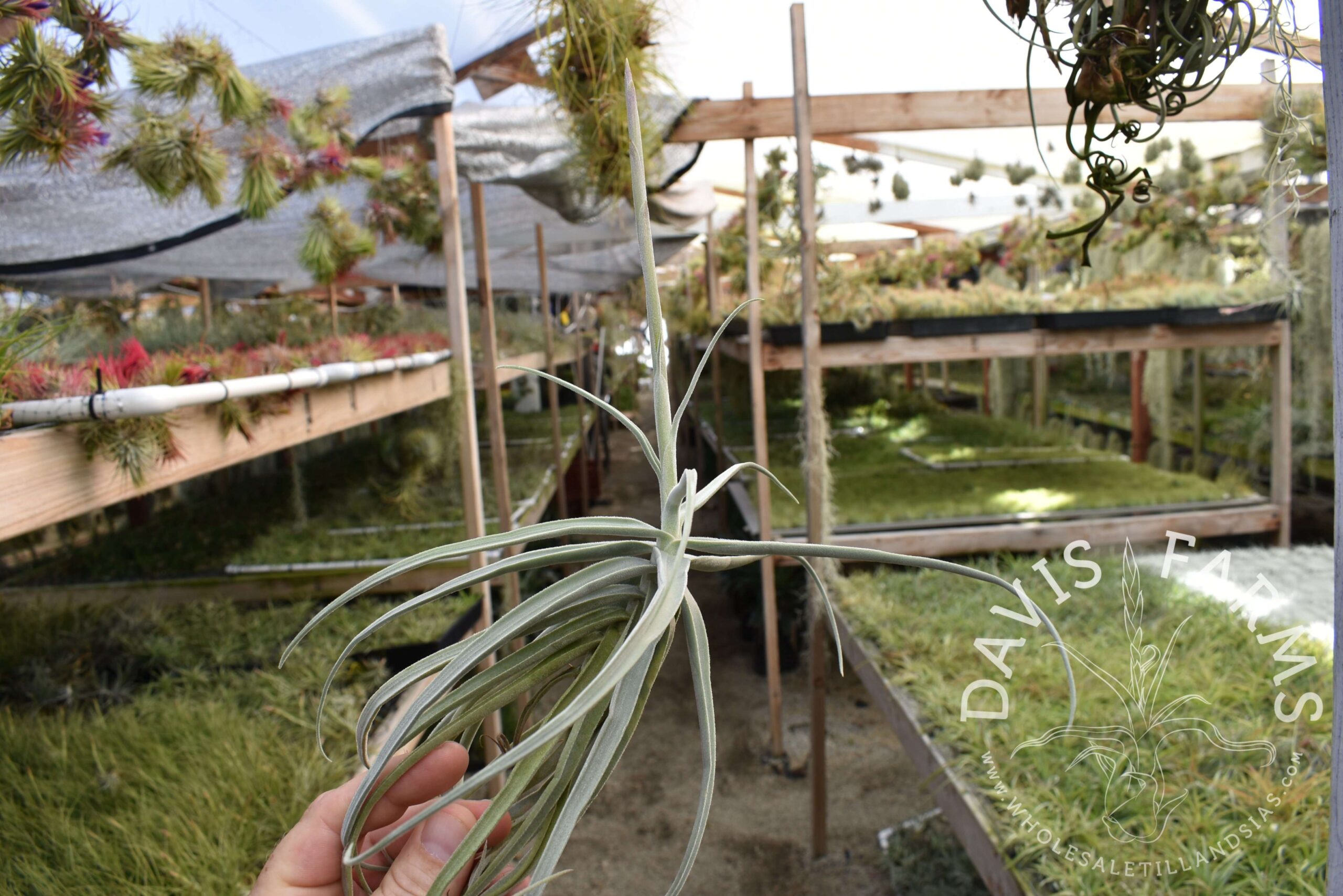 Tillandsia streptocarpa