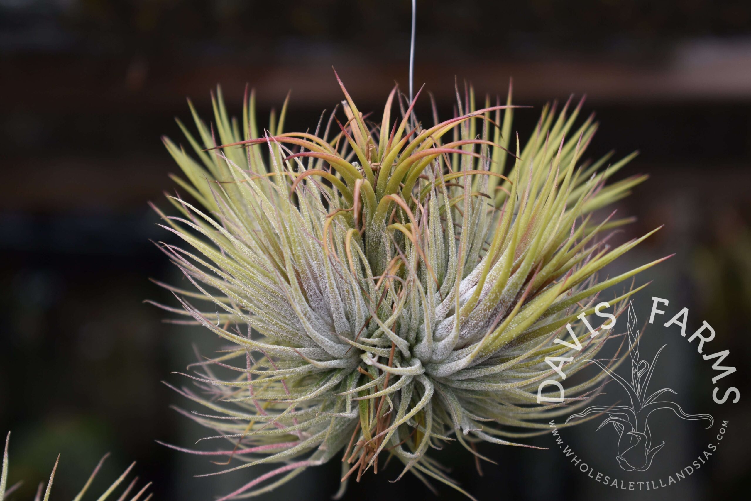 Tillandsia ionantha clumps, on wire