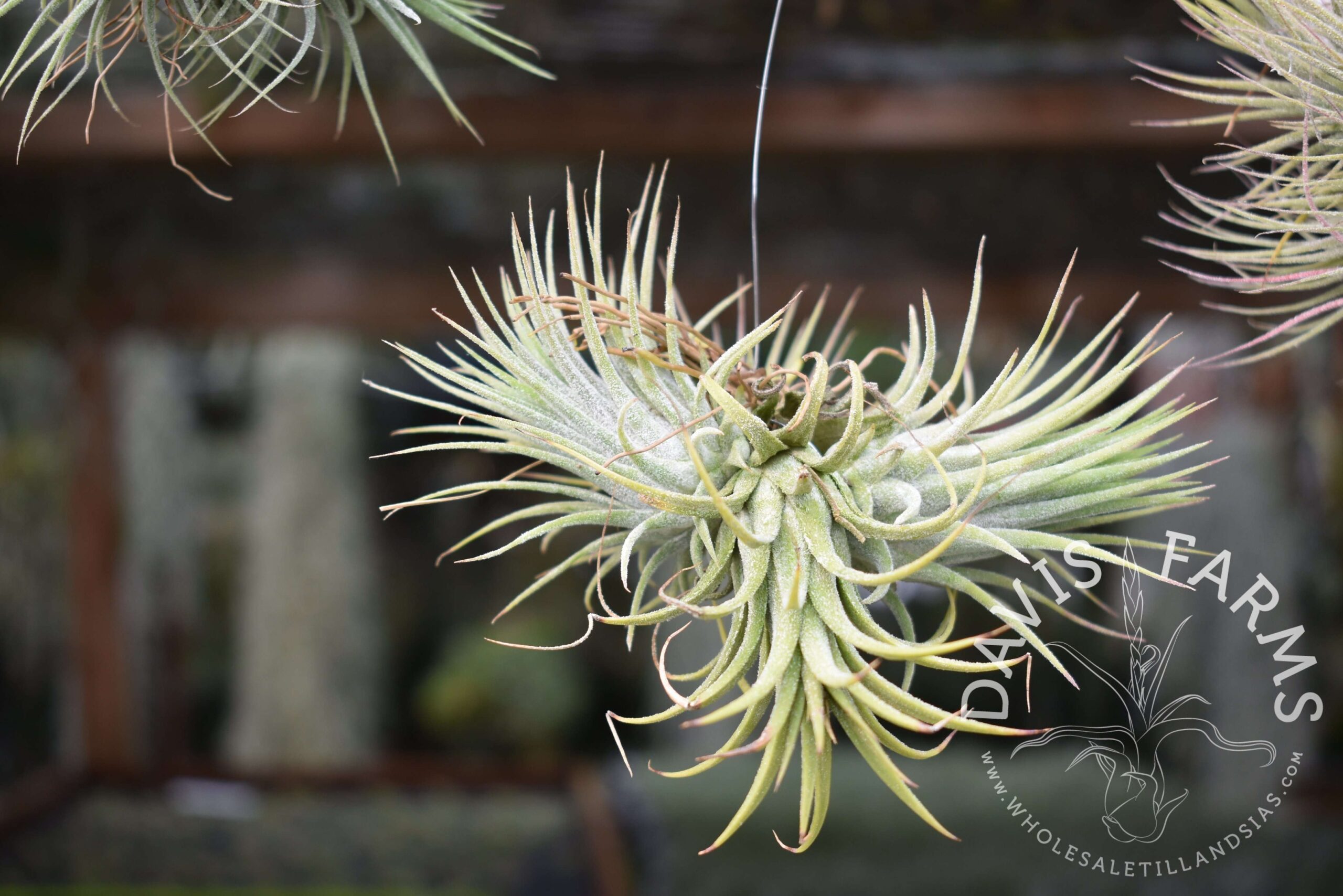 Tillandsia ionantha clumps, on wire