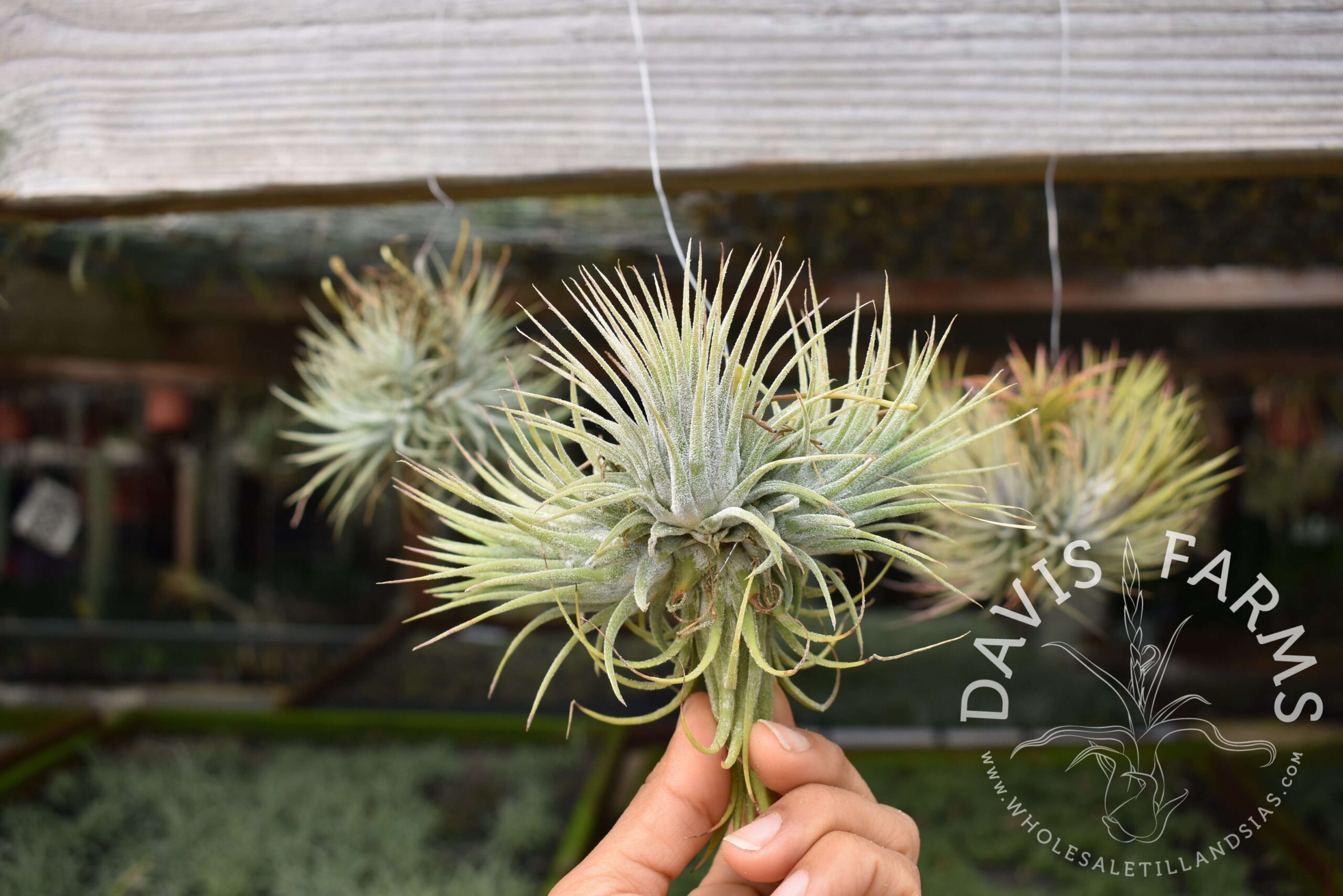 Tillandsia ionantha clumps, on wire