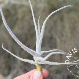 Tillandsia graomogolensis