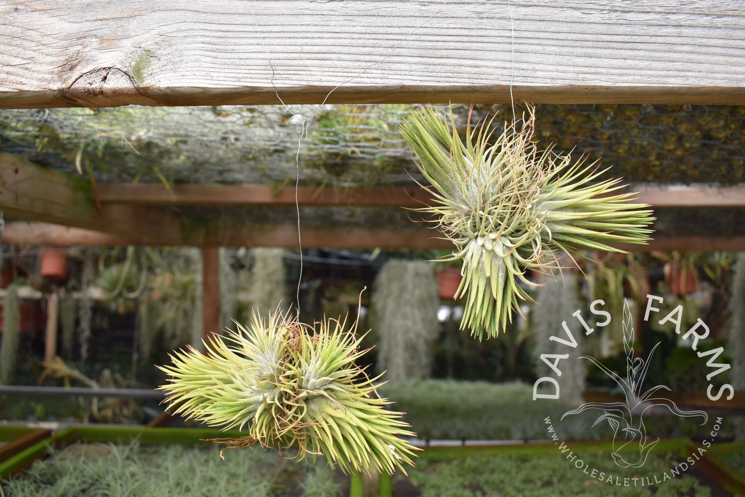 Tillandsia ionantha clumps, on wire