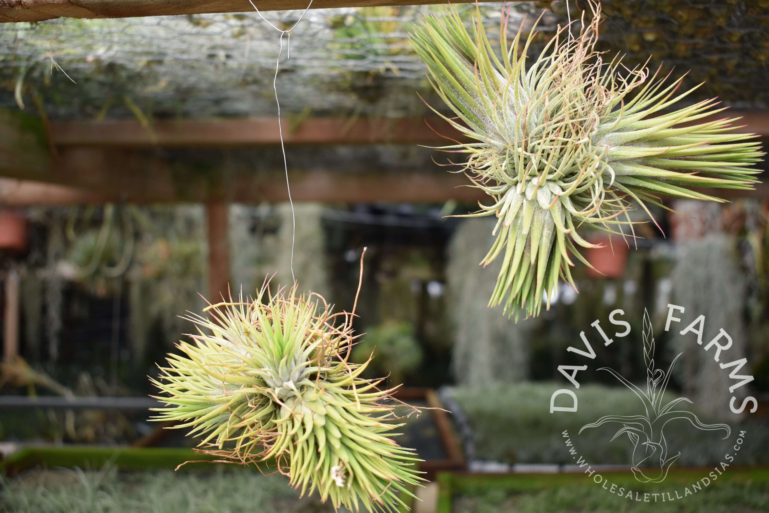 Tillandsia ionantha clumps, on wire