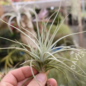 Tillandsia reducta