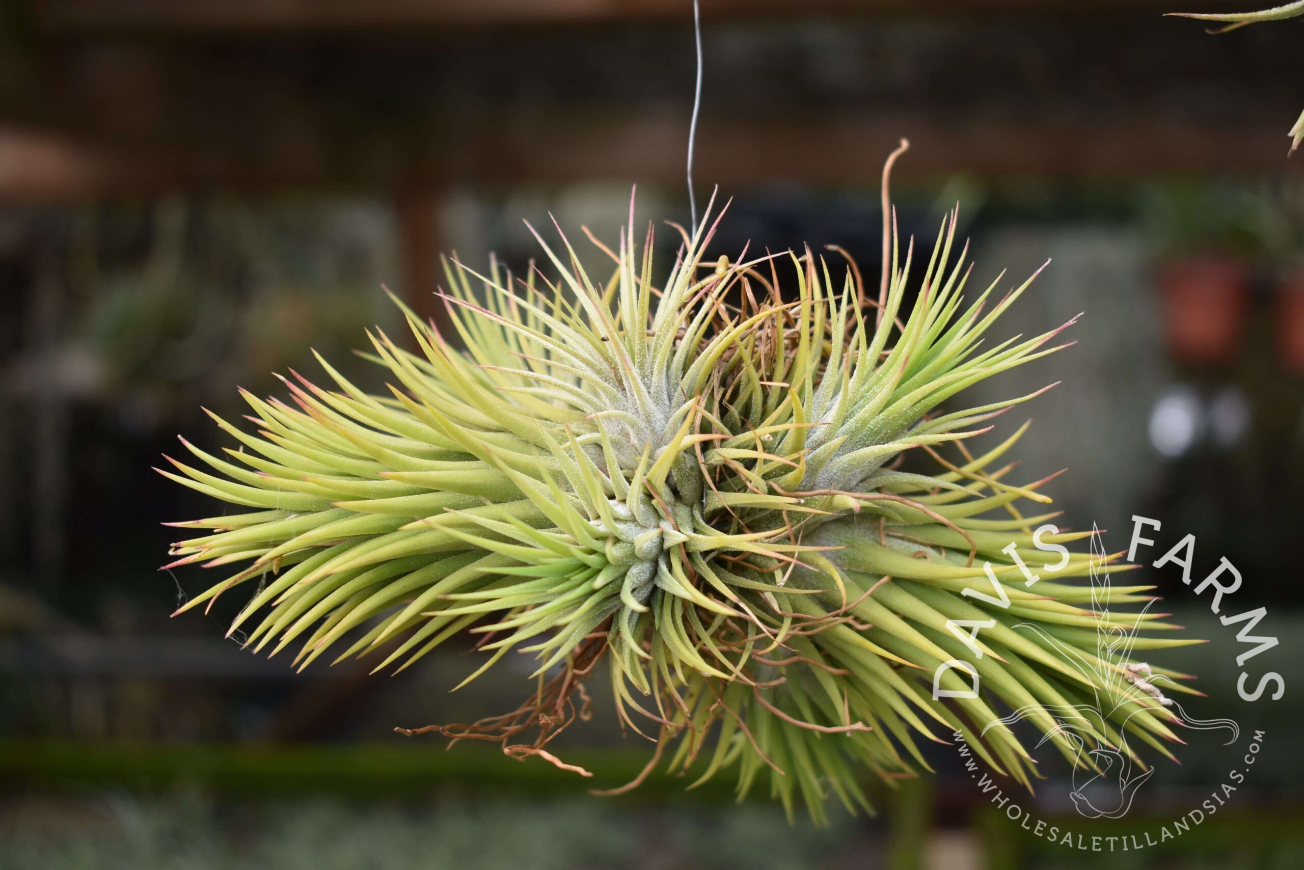 Tillandsia ionantha clumps, on wire