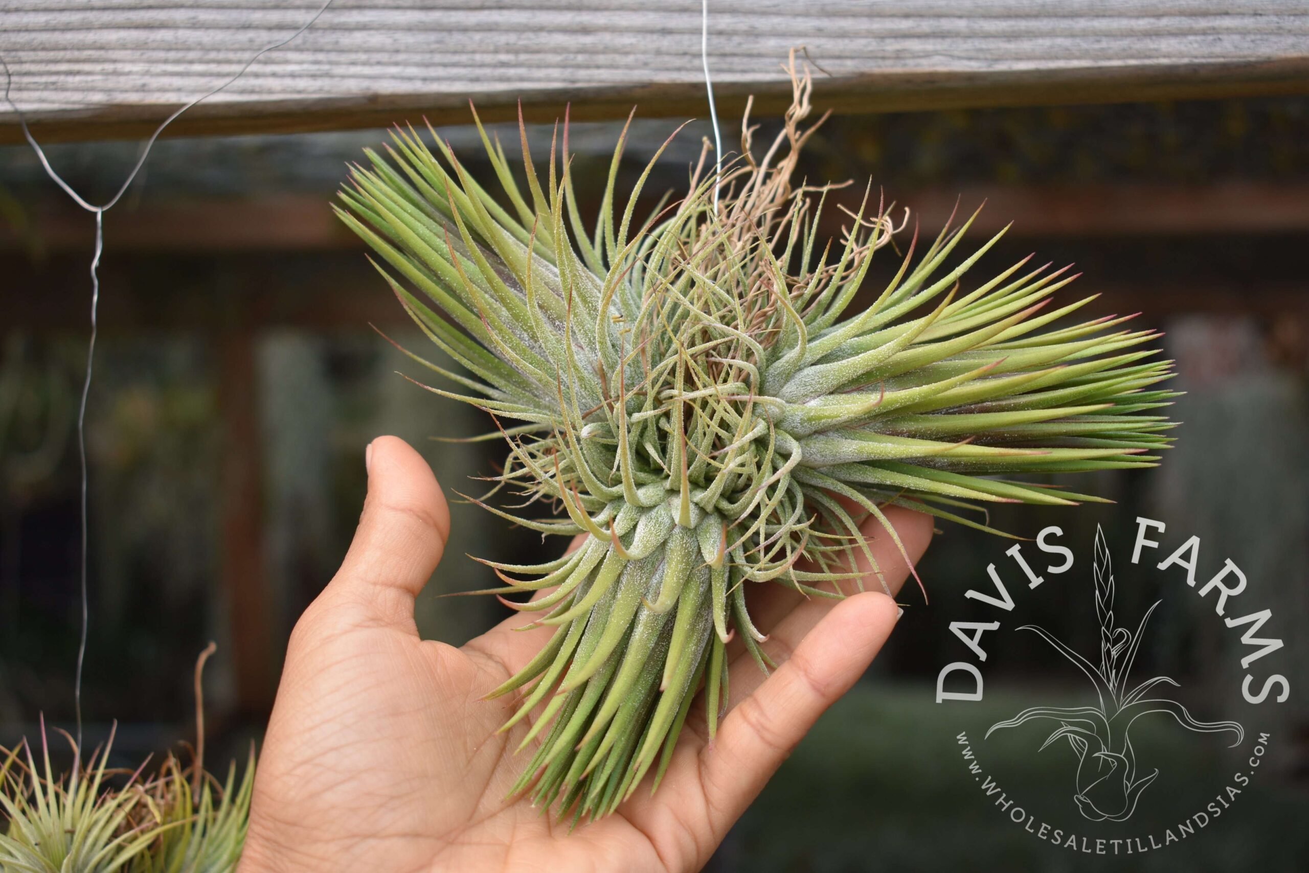 Tillandsia ionantha clumps, on wire