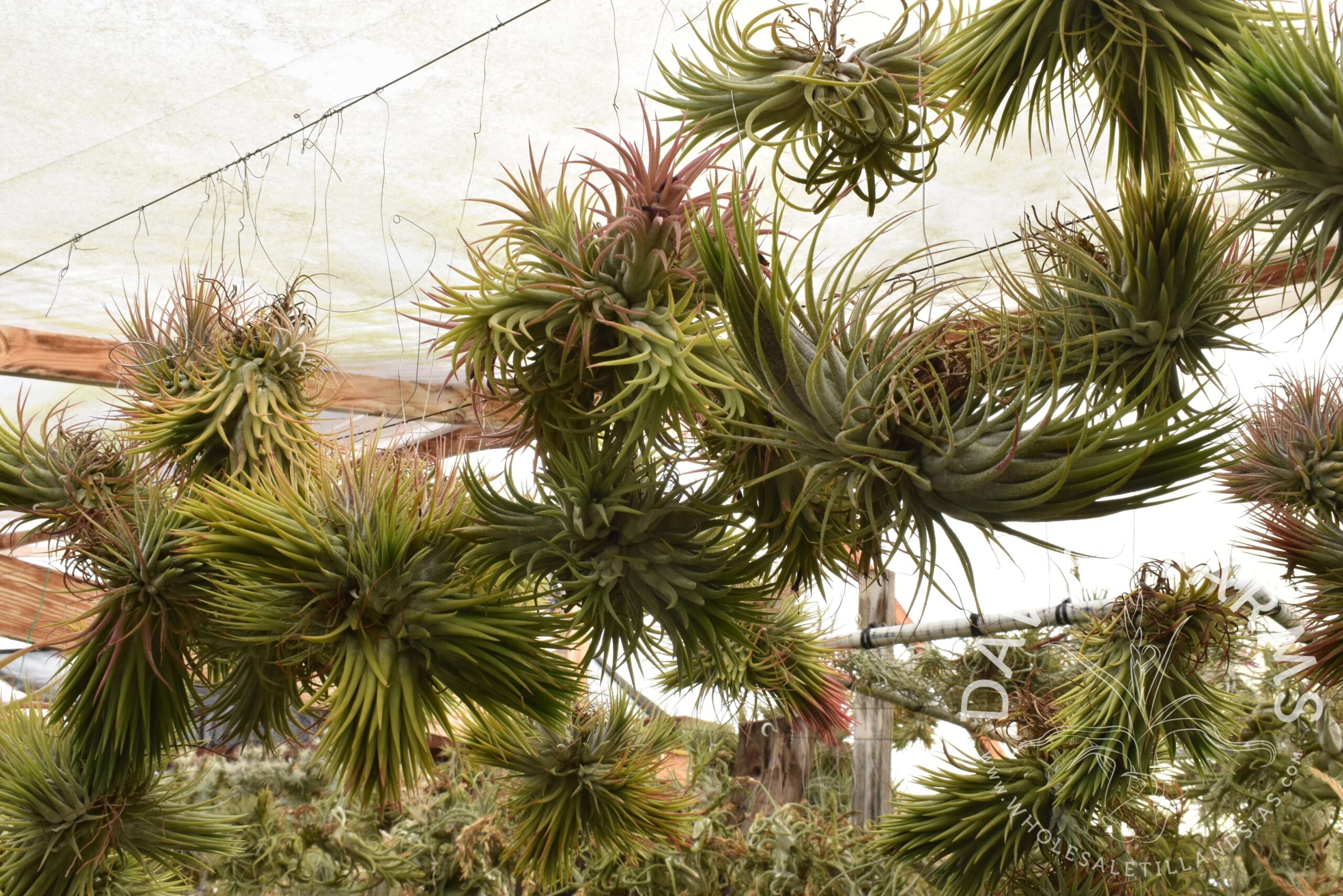Tillandsia ionantha clumps, on wire