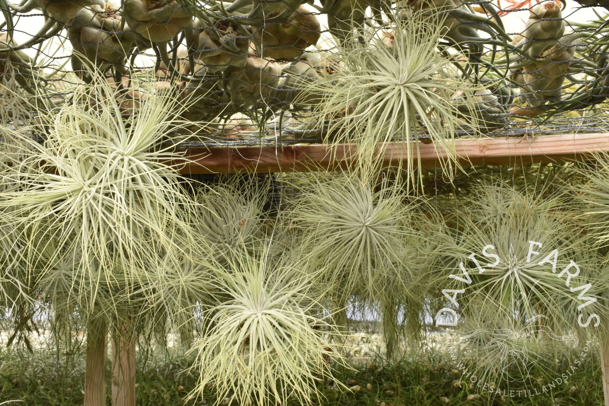 Tillandsia magnusiana