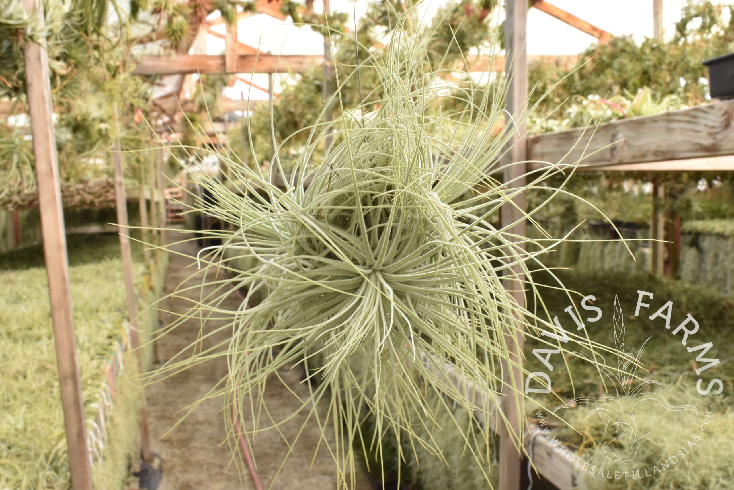 Tillandsia magnusiana