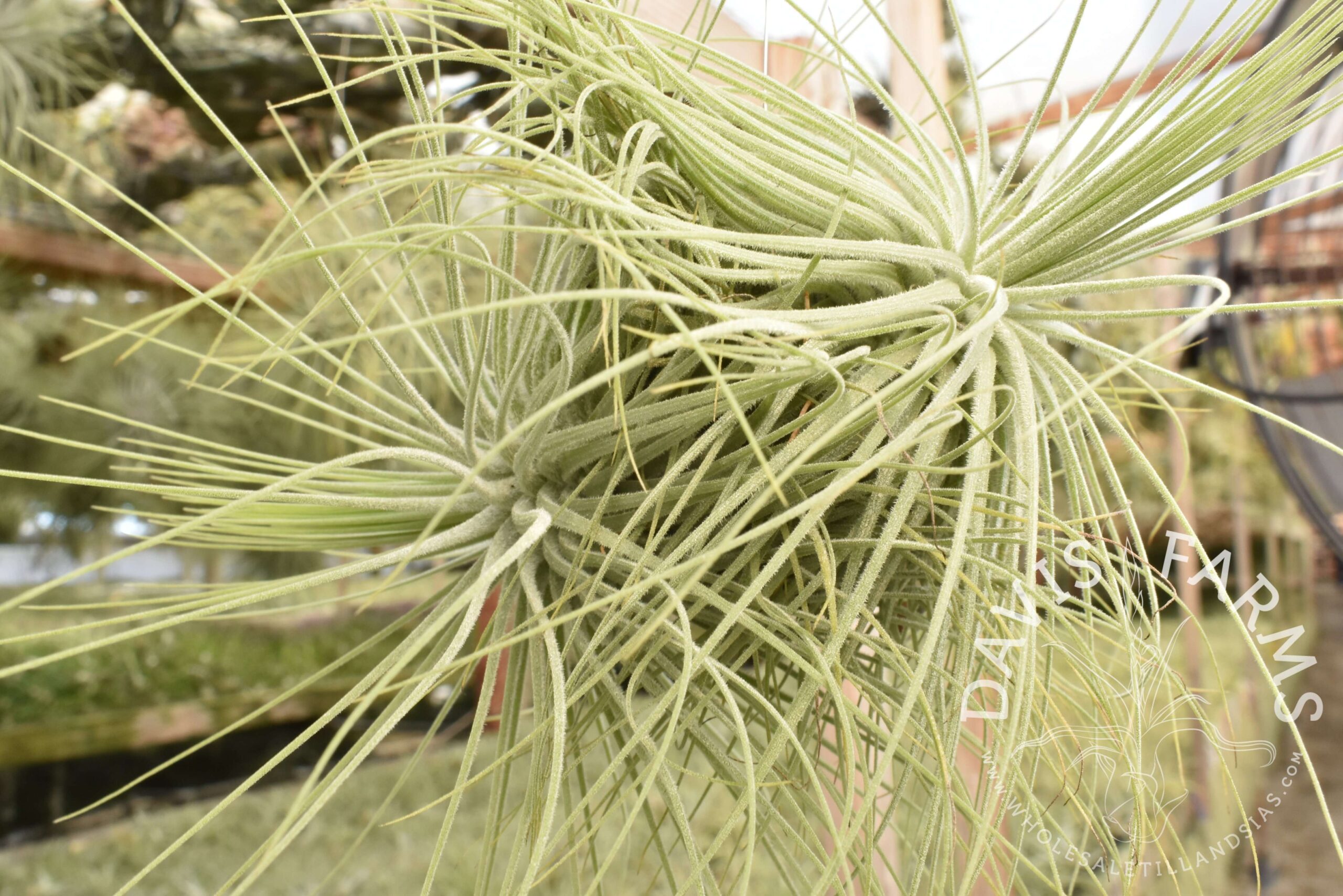 Tillandsia magnusiana