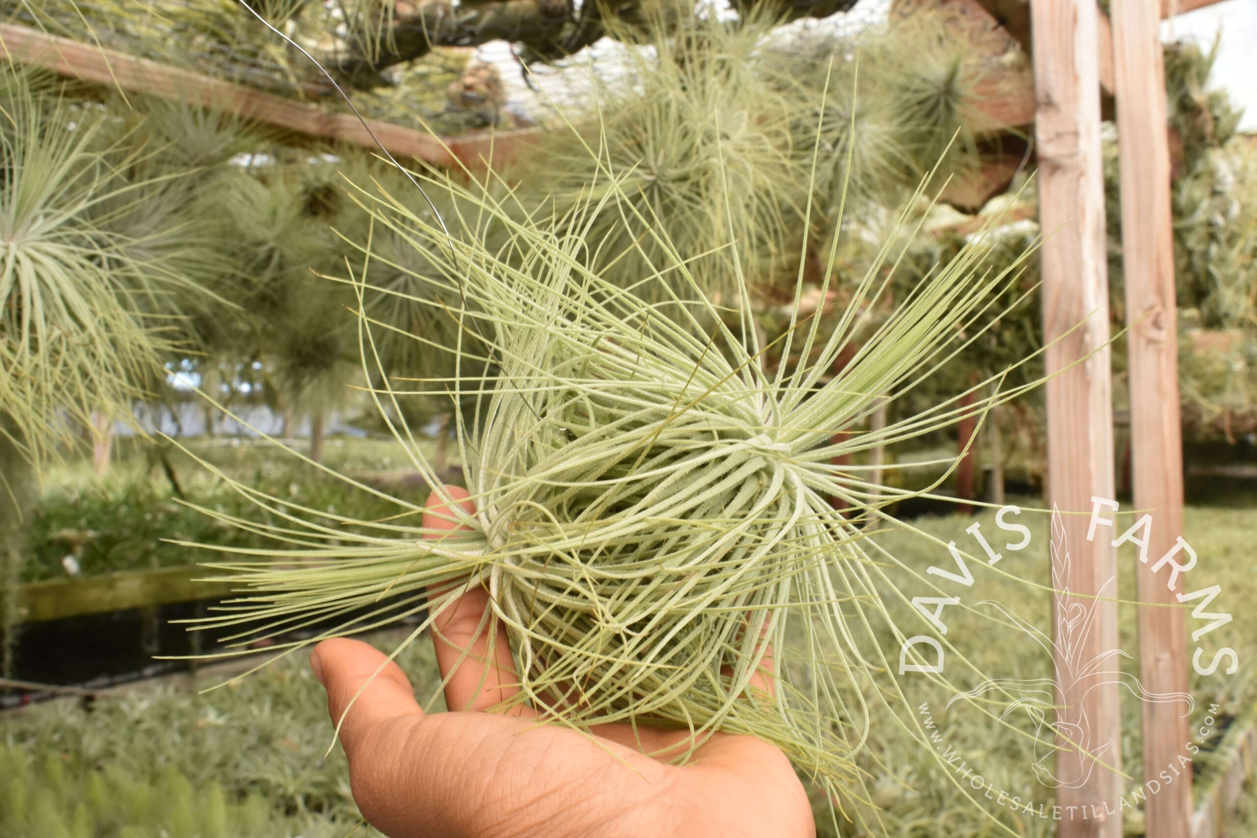 Tillandsia magnusiana