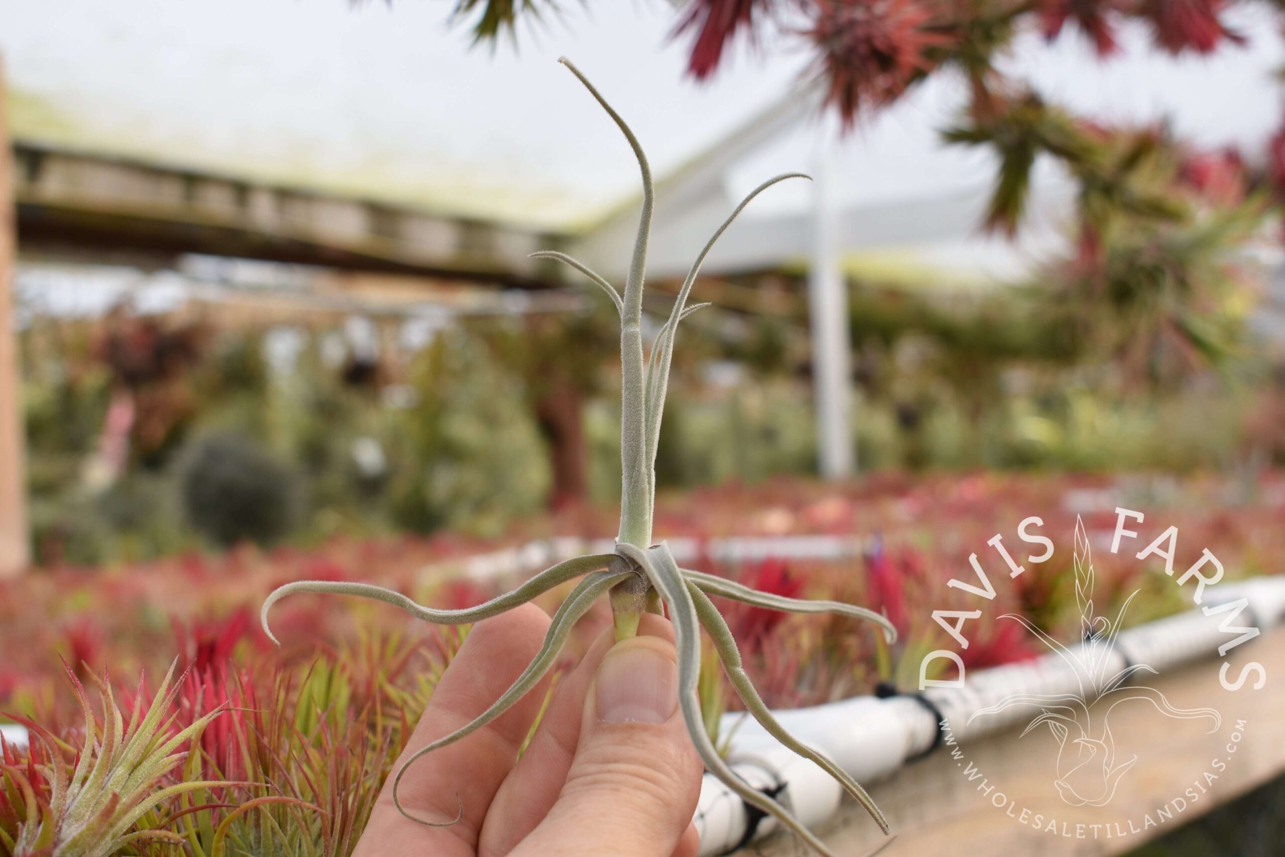 Tillandsia streptocarpa