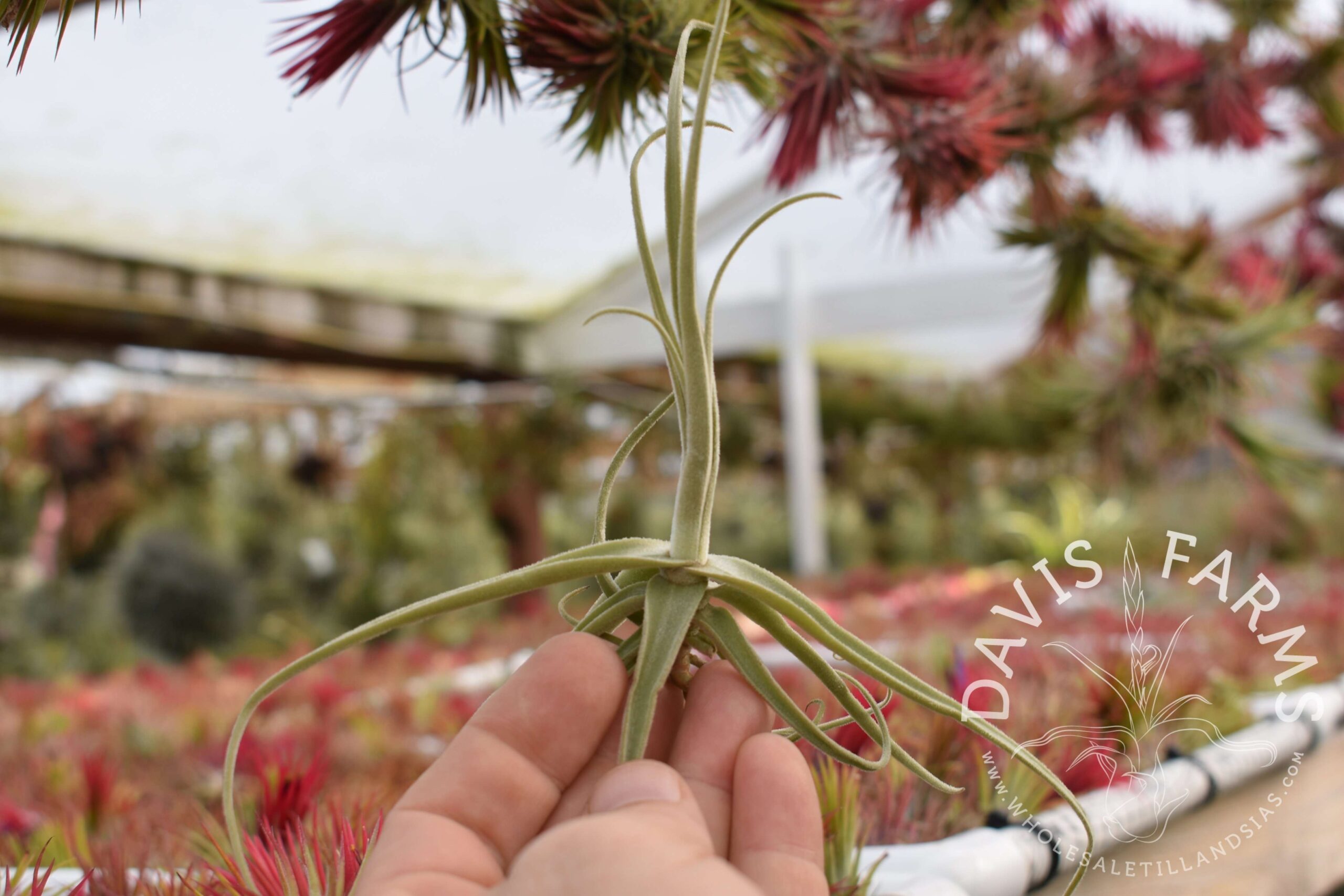 Tillandsia streptocarpa