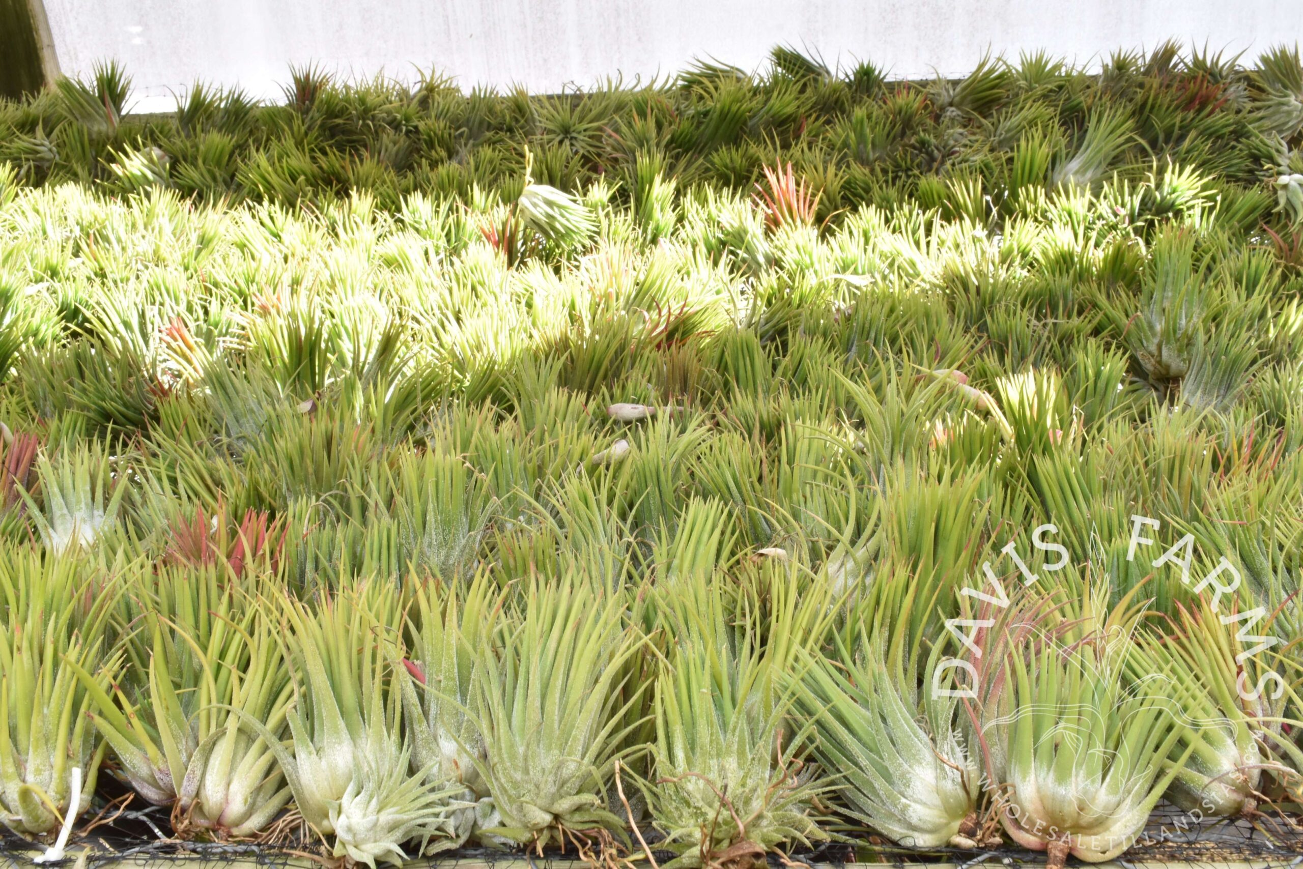 Tillandsia ionantha ionantha AKA ionantha Guatemala