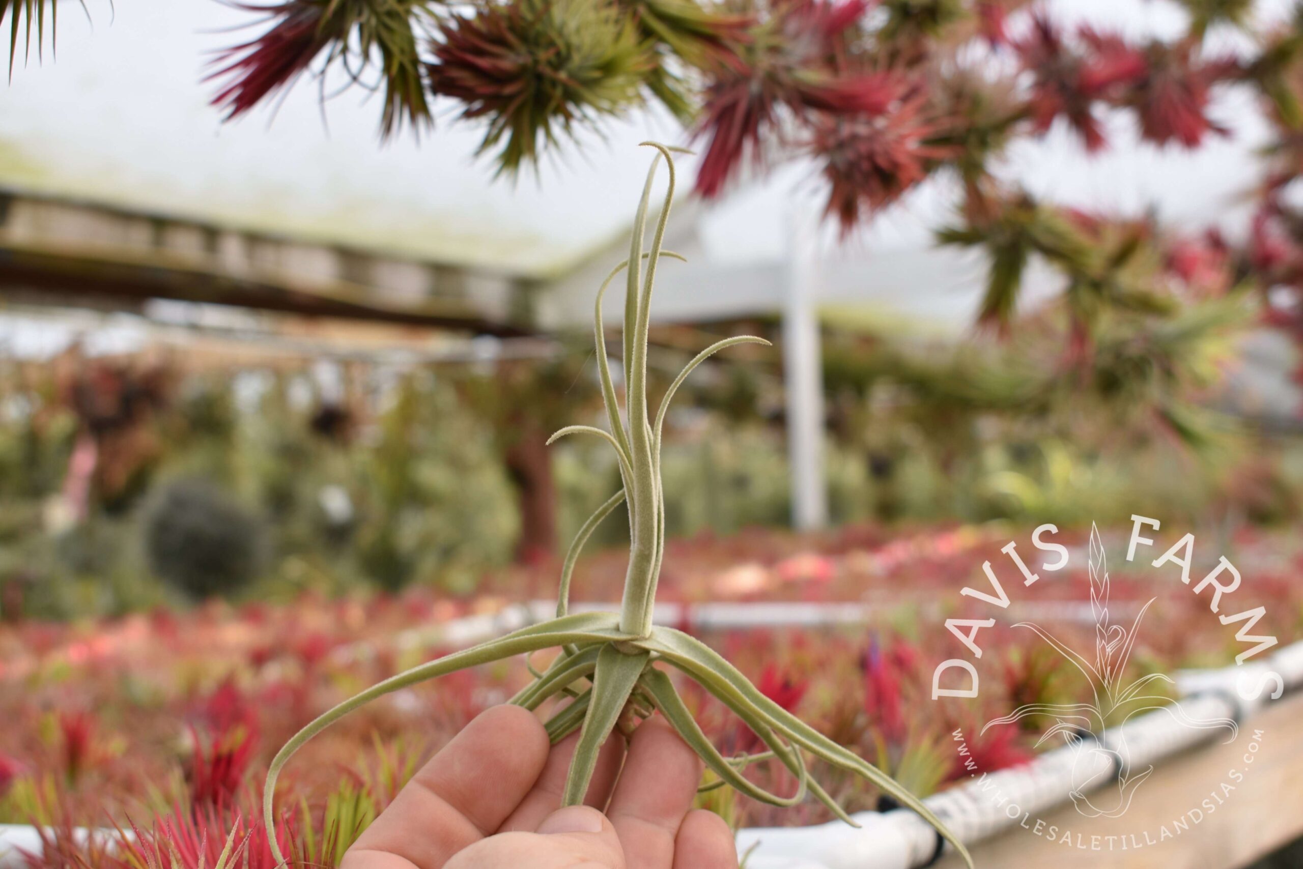 Tillandsia streptocarpa