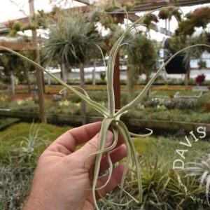 Tillandsia streptocarpa