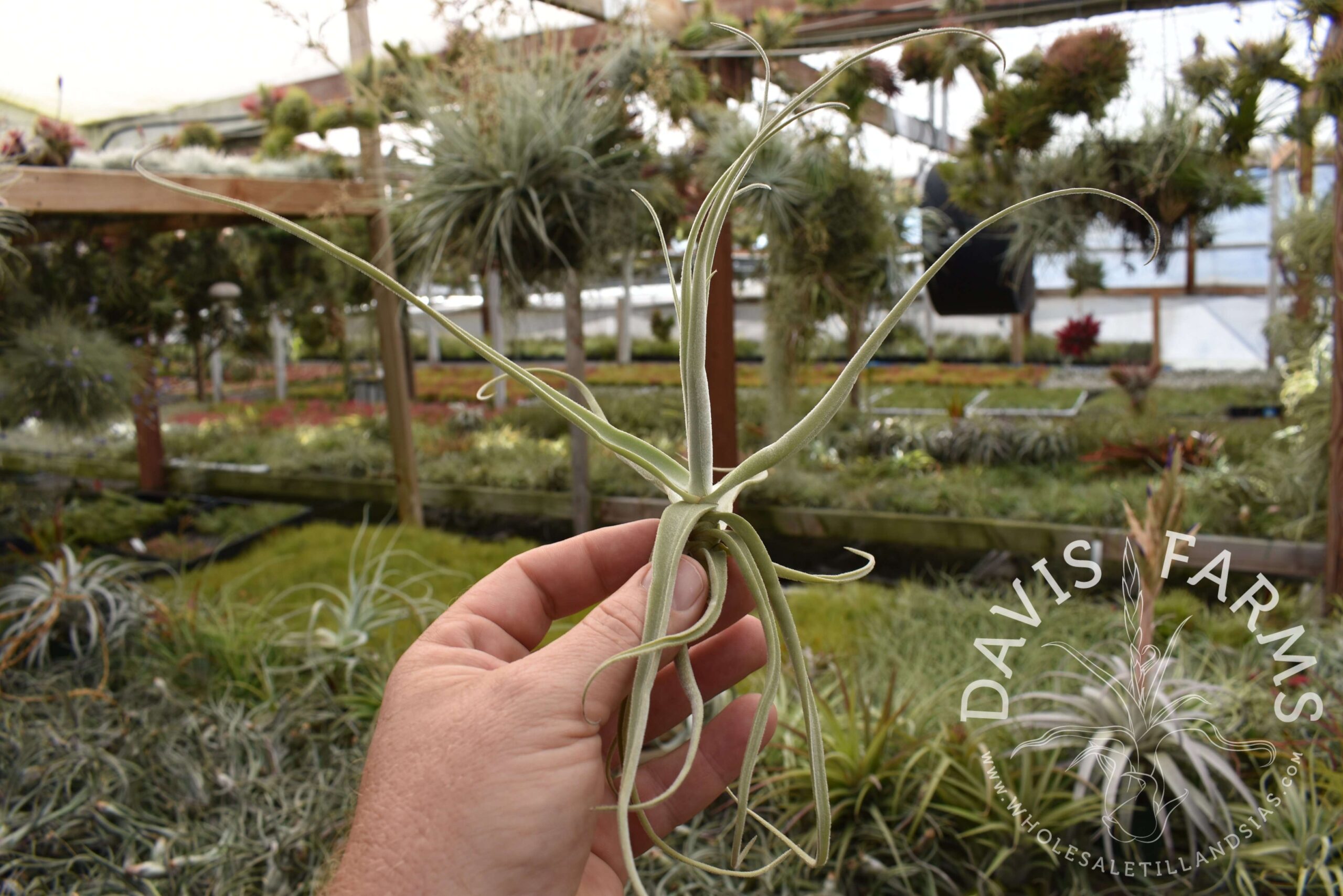 Tillandsia streptocarpa