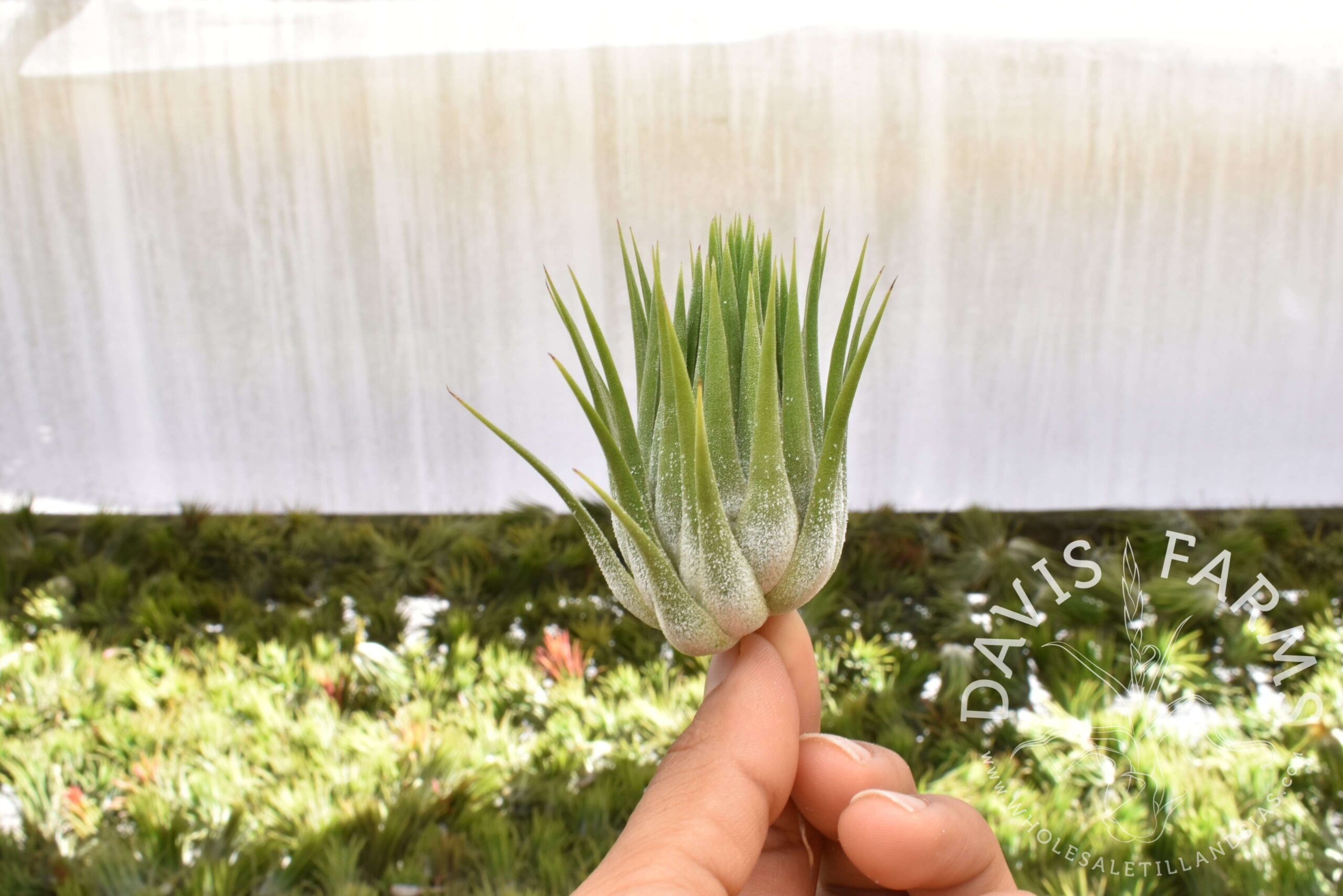 Tillandsia ionantha ionantha AKA ionantha Guatemala