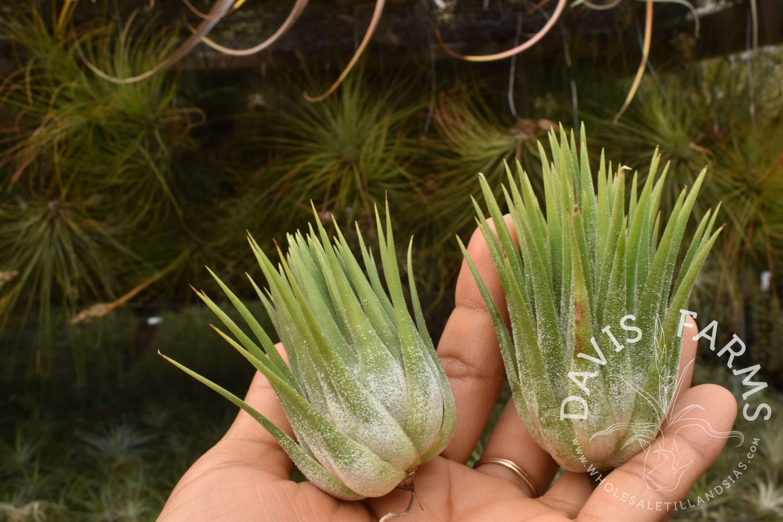 Tillandsia ionantha ionantha AKA ionantha Guatemala