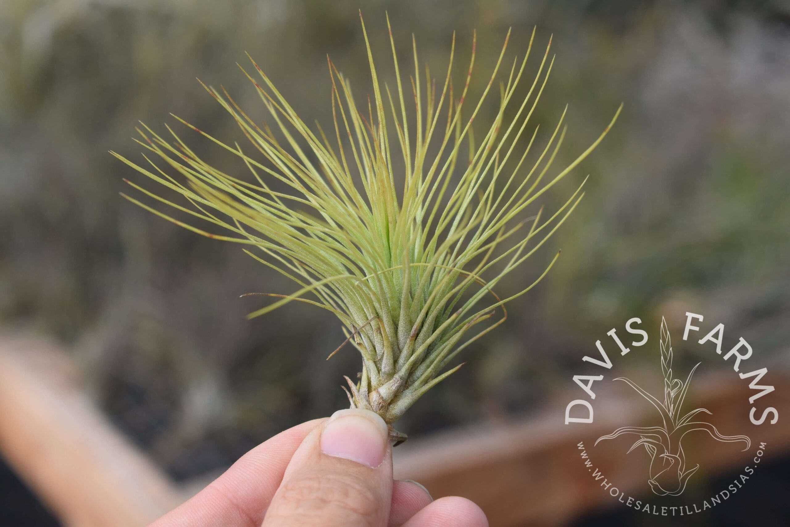 Tillandsia andreana x funckiana