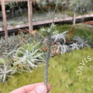 Tillandsia tricholepis Bolivian form