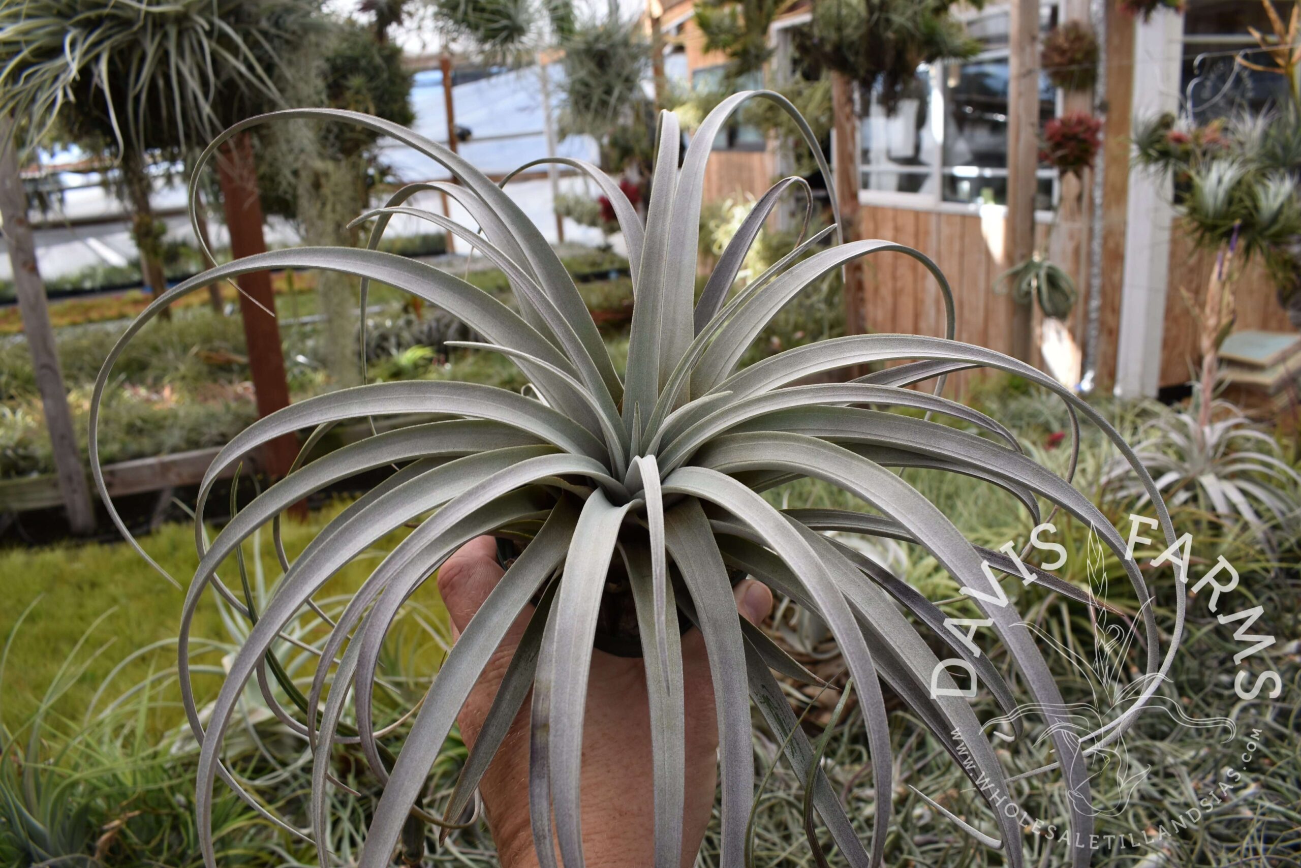 Tillandsia zacapanensis