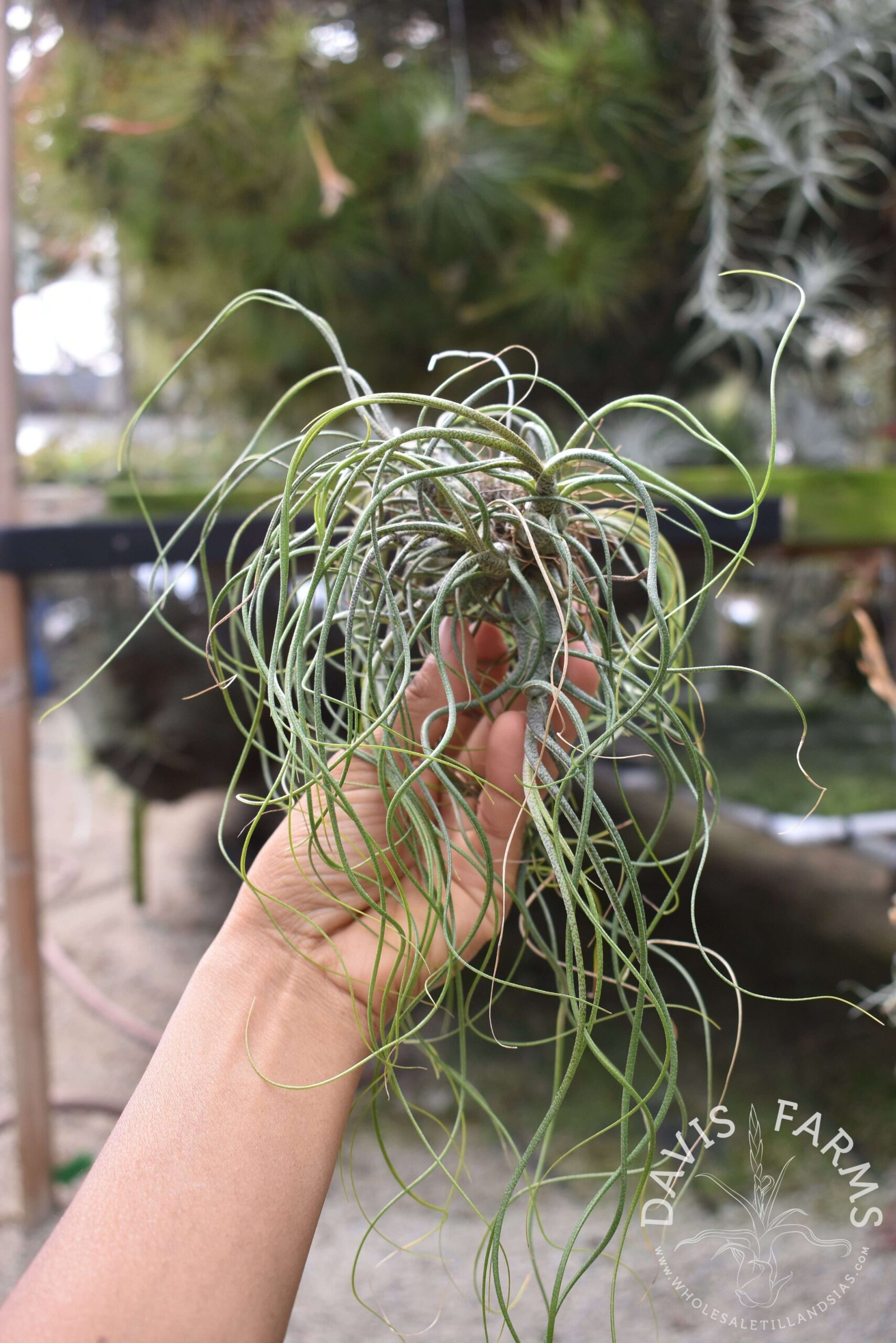 Tillandsia butzii