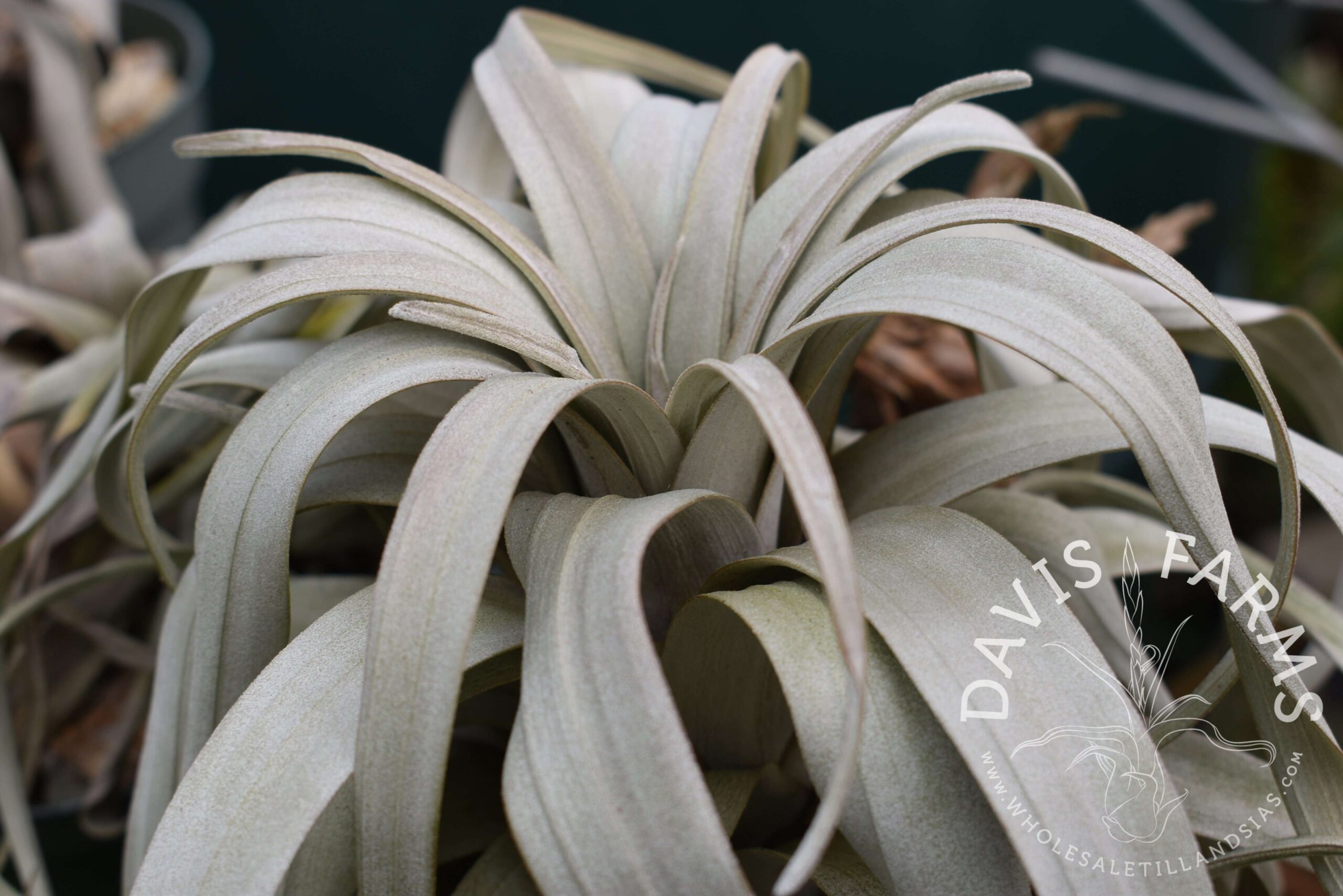 Tillandsia zacapanensis