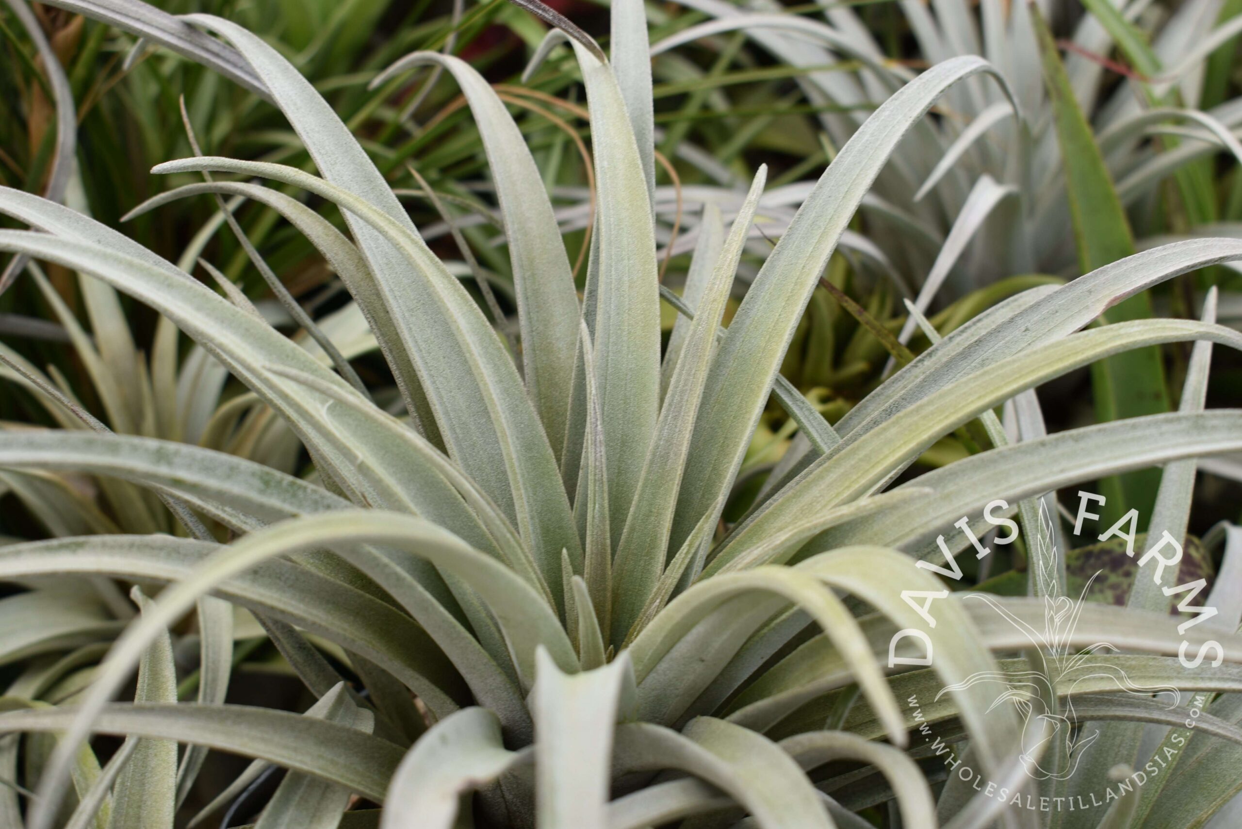 Tillandsia zacapanensis