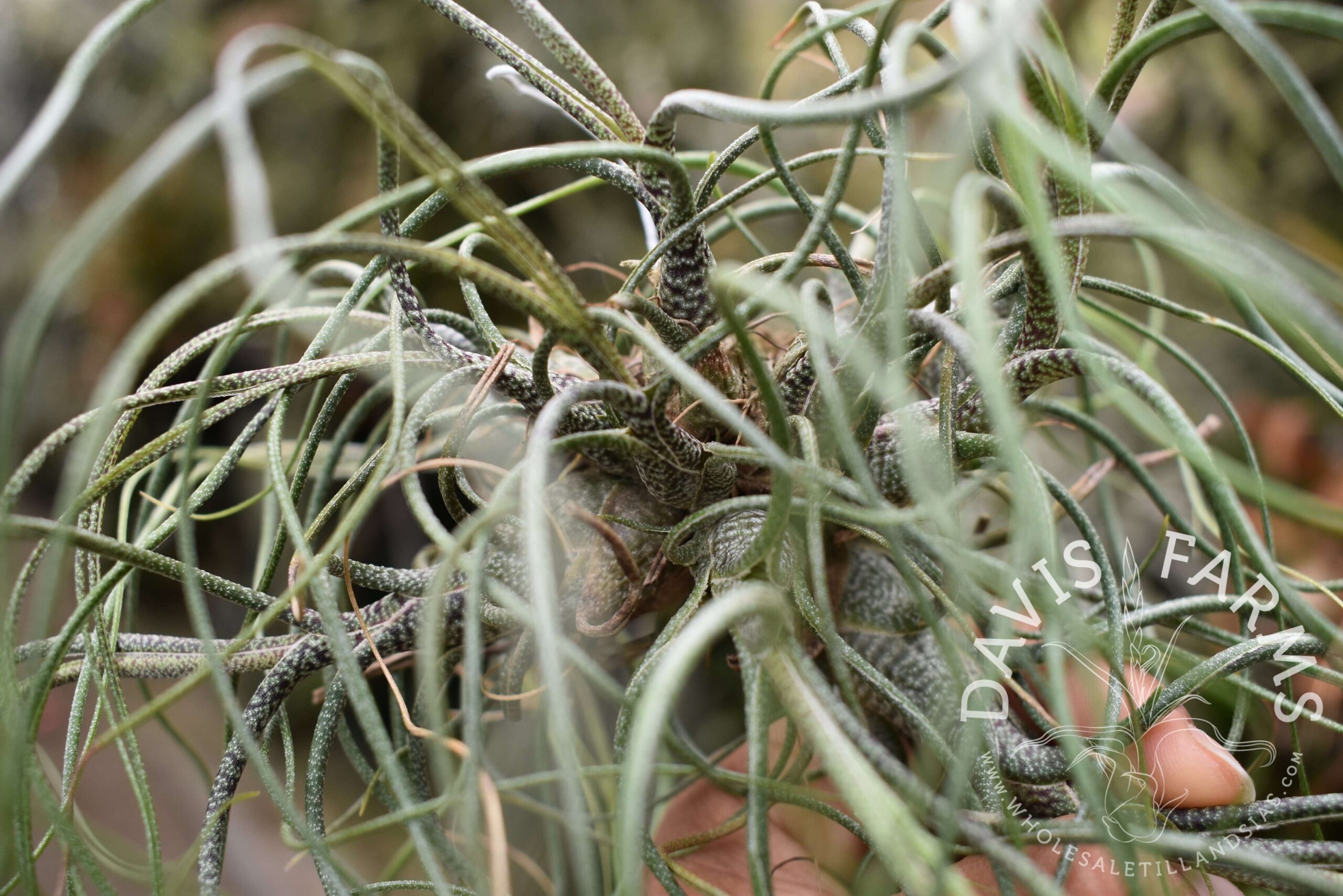 Tillandsia butzii