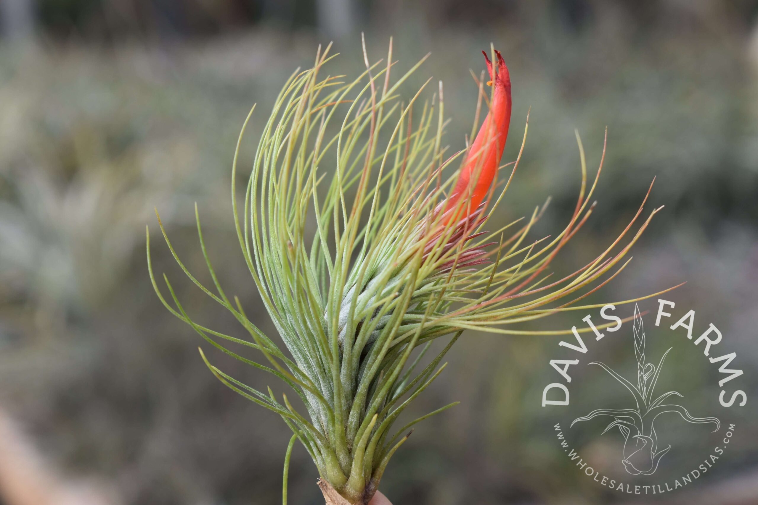 Tillandsia andreana x funckiana