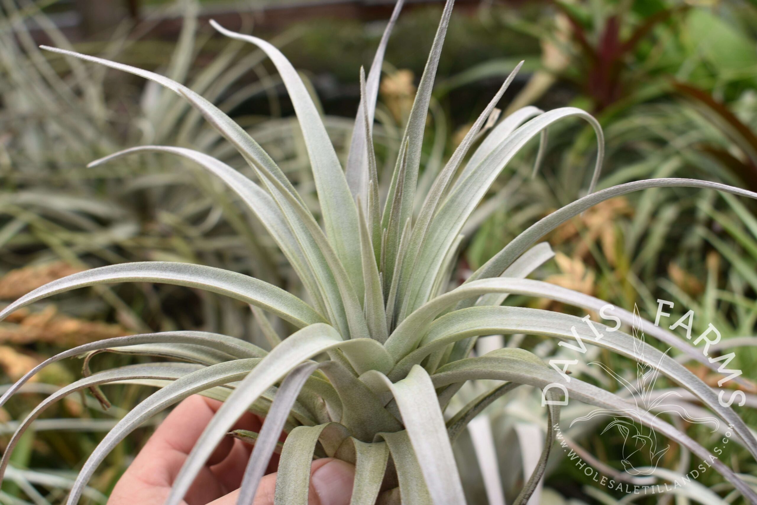 Tillandsia zacapanensis