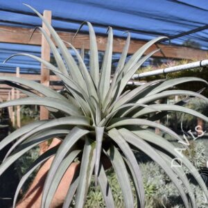 Tillandsia zacapanensis