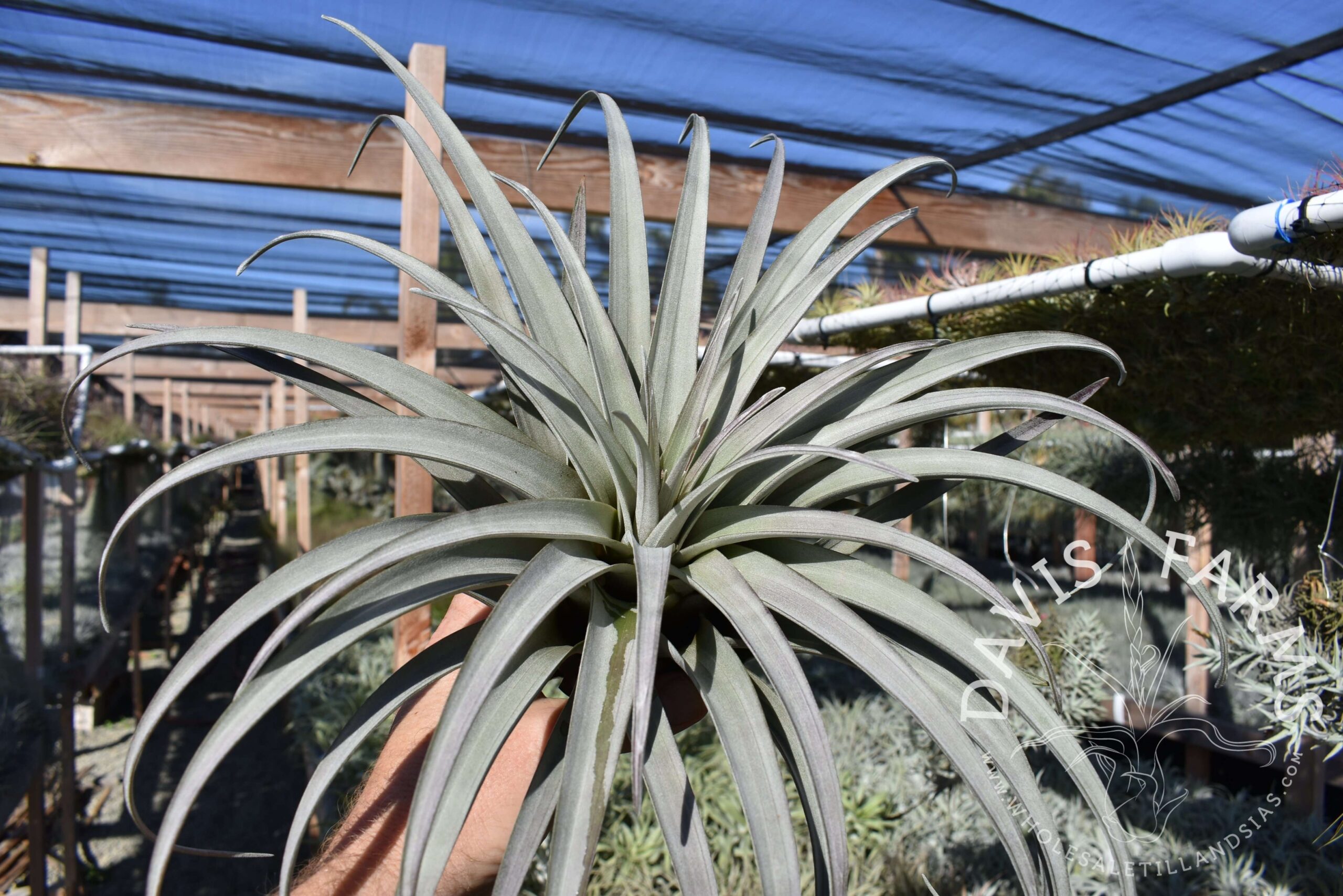 Tillandsia zacapanensis