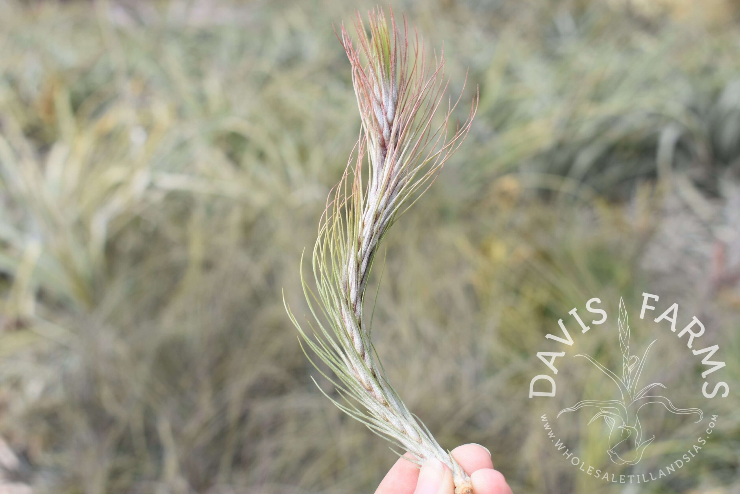 Tillandsia funckiana type 2