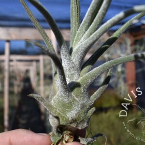 Tillandsia pruinosa var. colombia