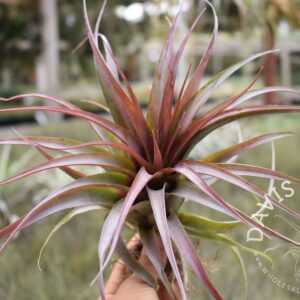 Tillandsia red abdita
